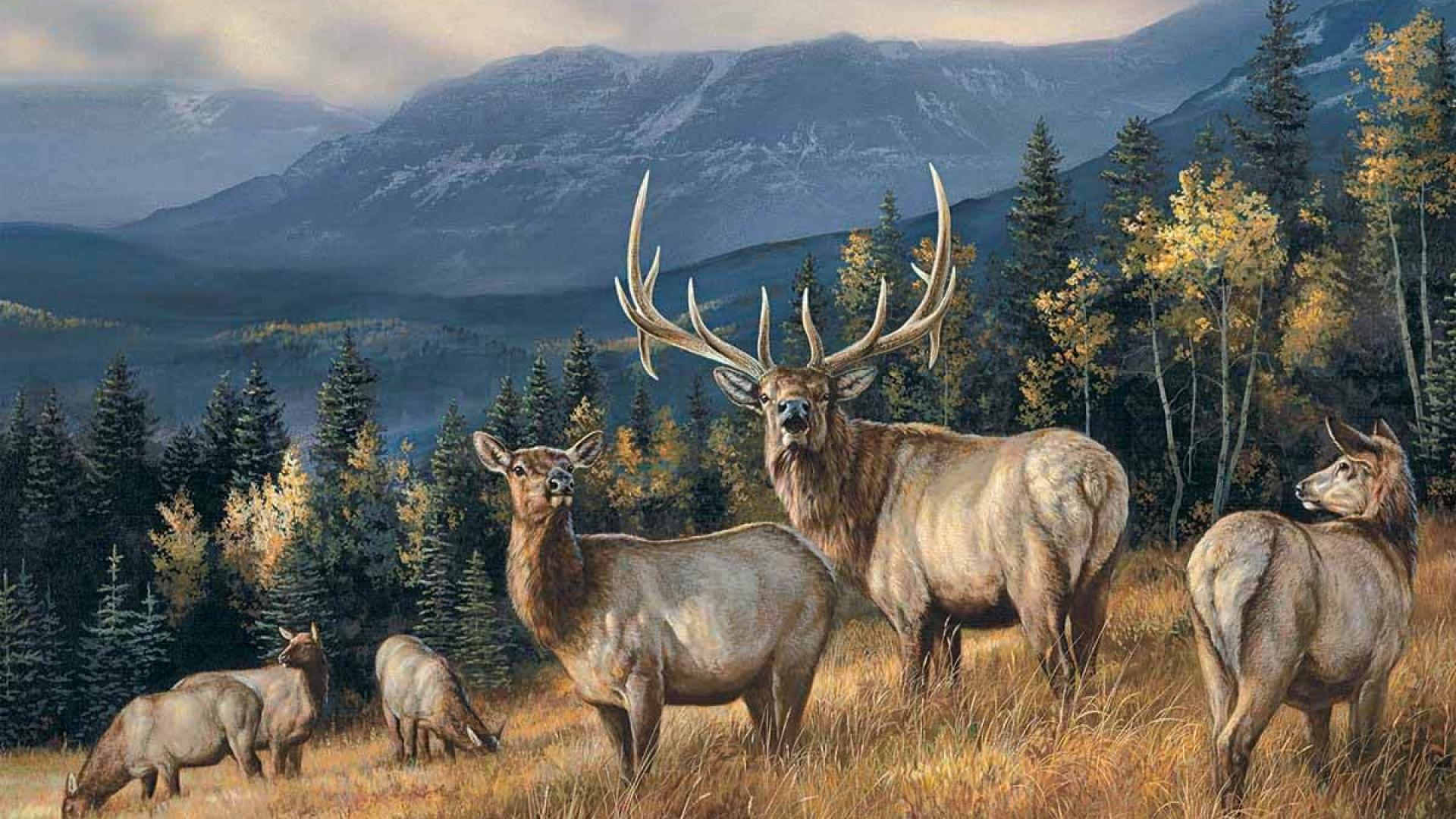 Elk Wallpapers