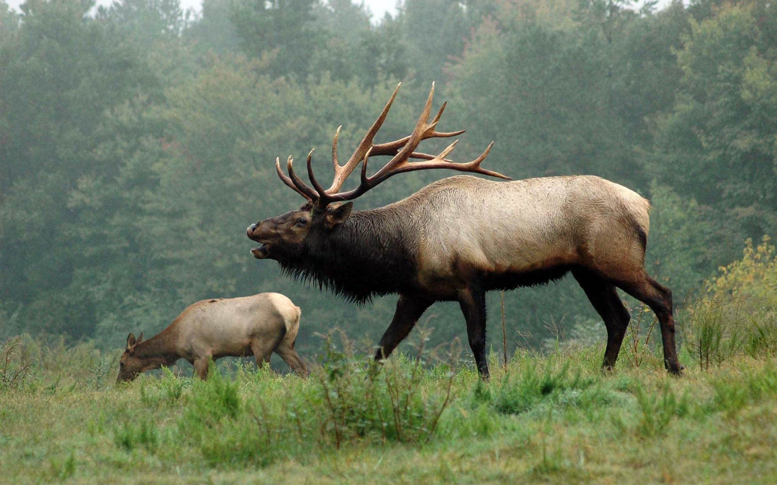 Elk Wallpapers