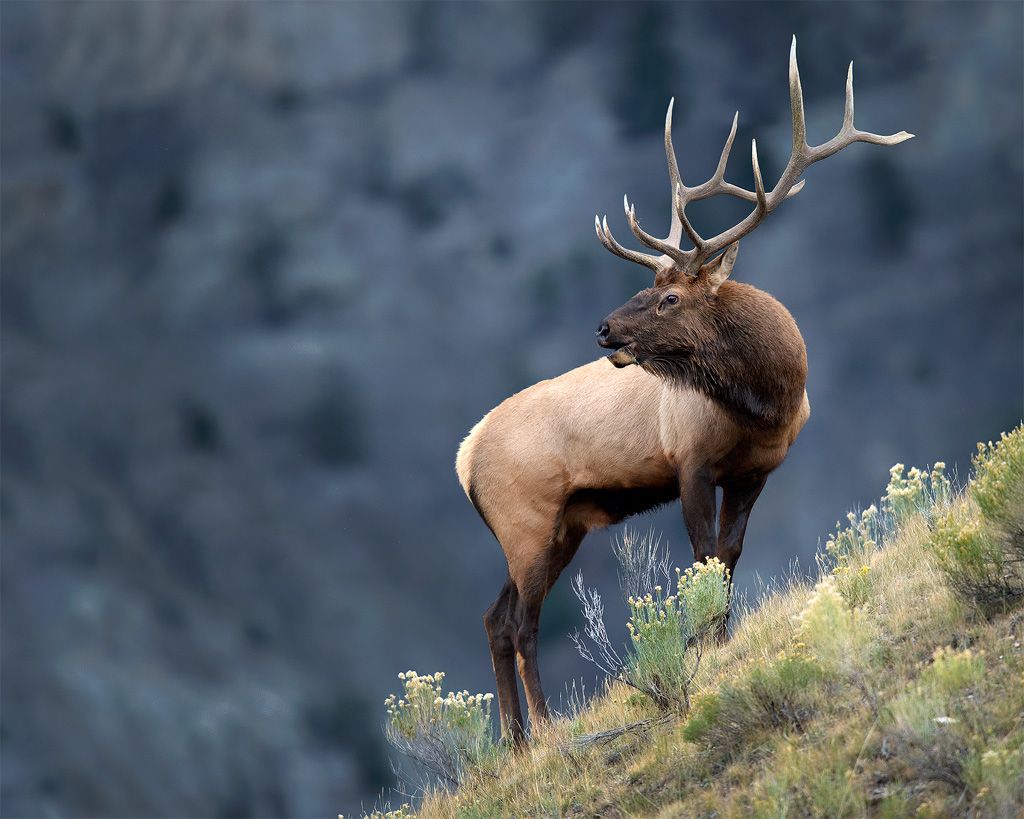 Elk Wallpapers