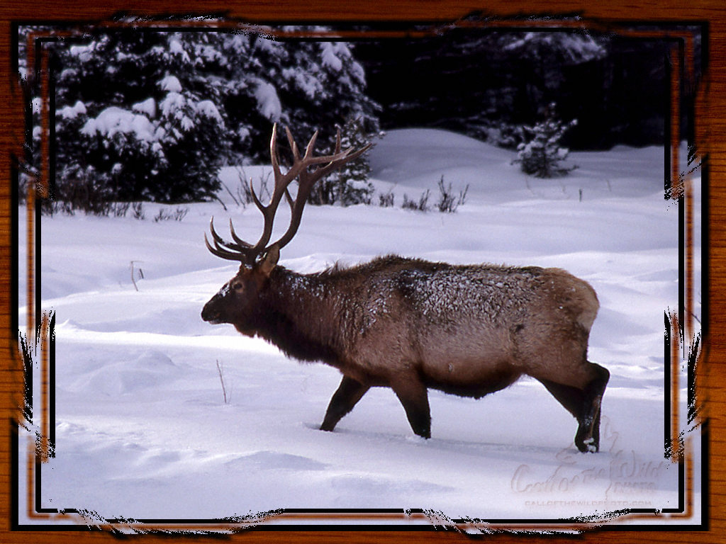 Elk Wallpapers