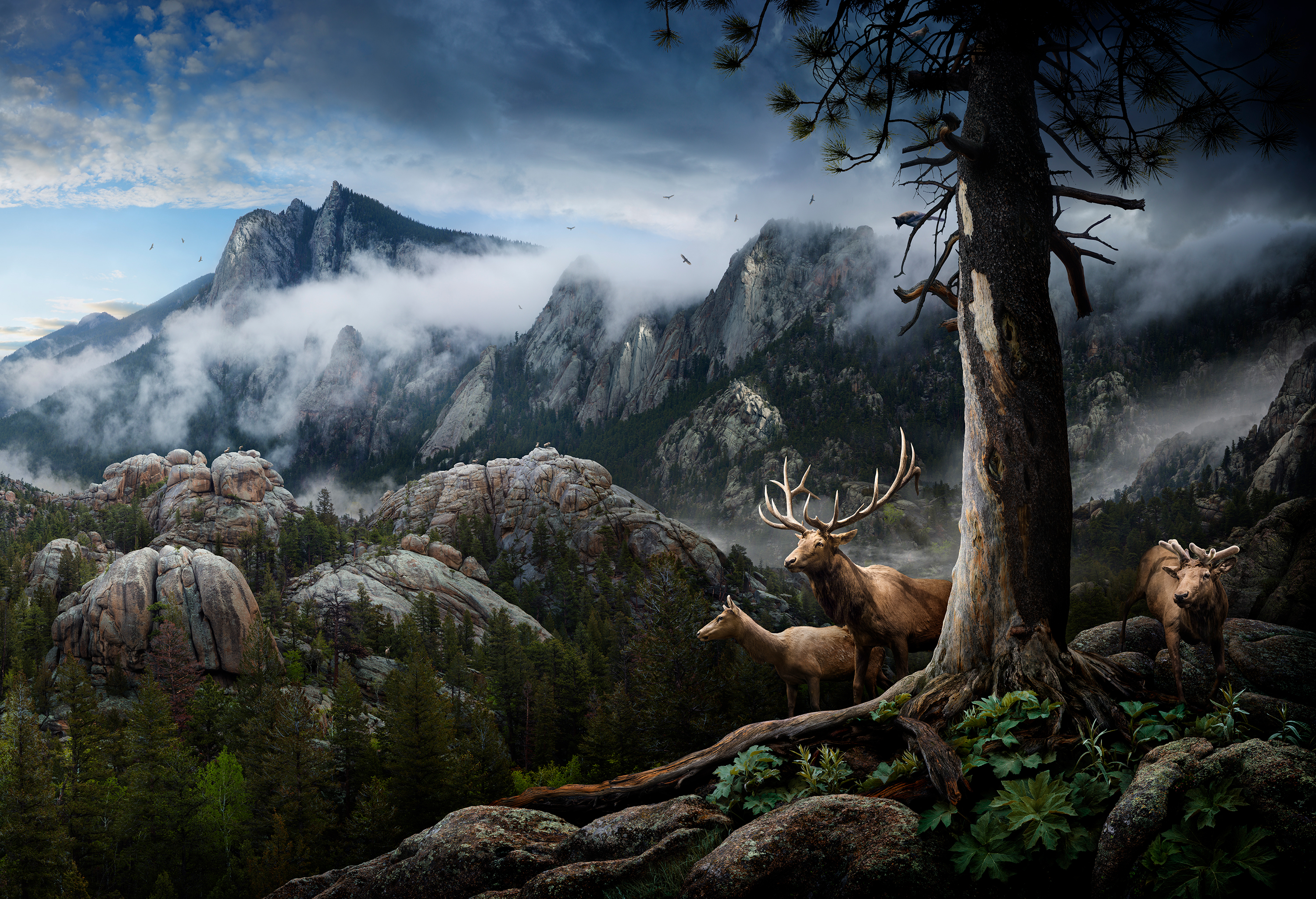 Elk Wallpapers