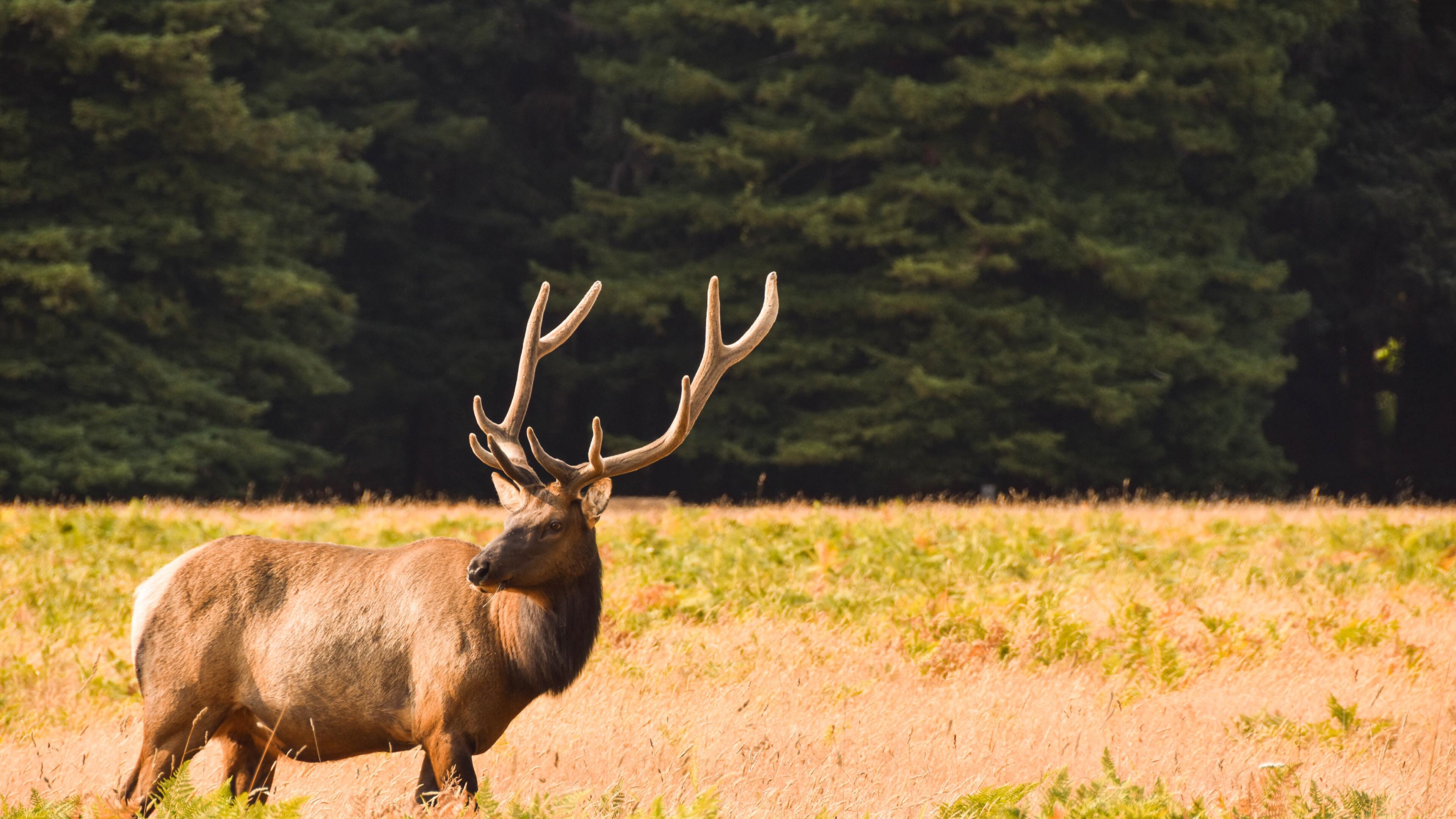 Elk Wallpapers