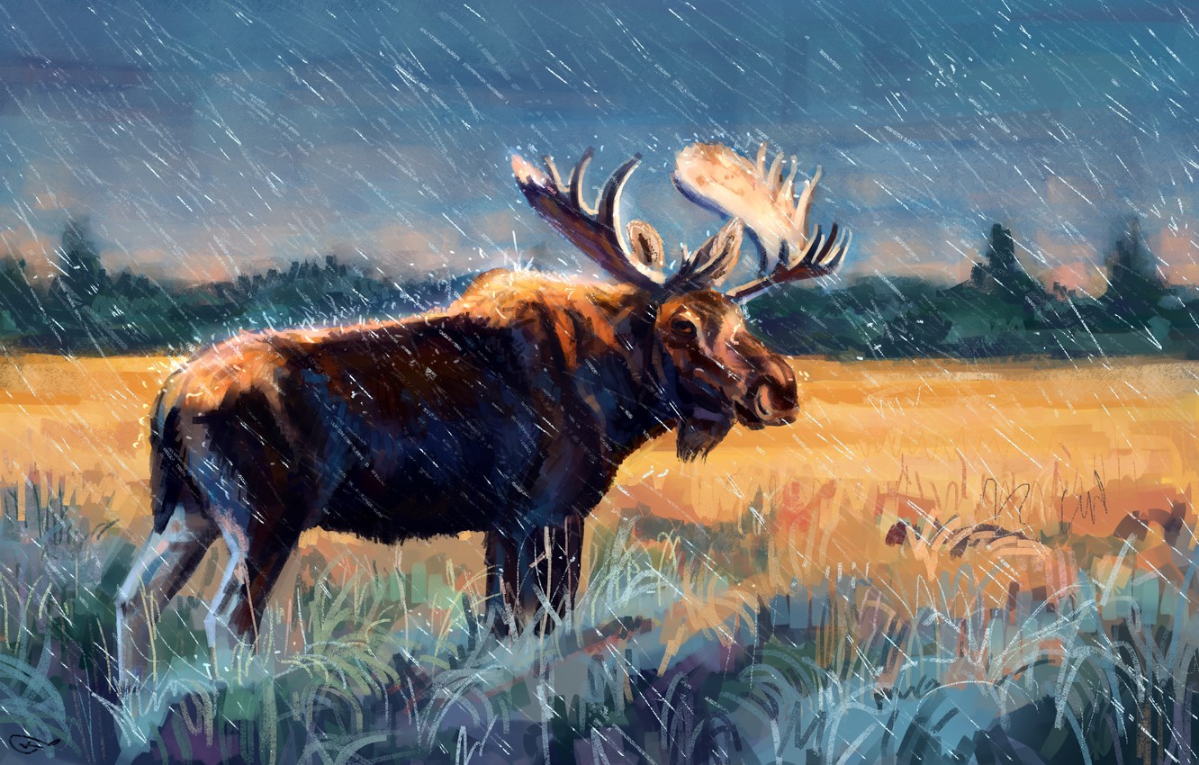 Elk Wallpapers