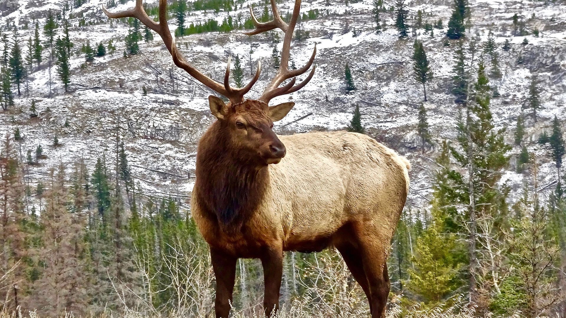 Elk Wallpapers