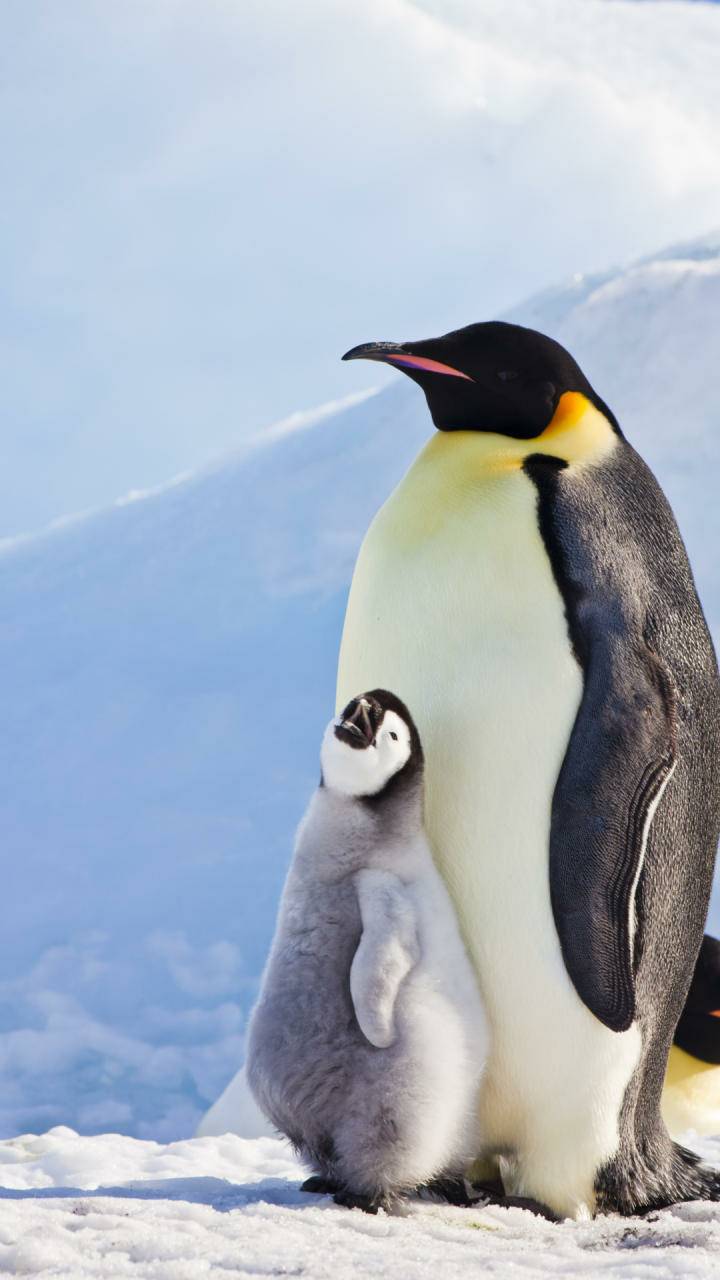 Emperor Penguin Wallpapers