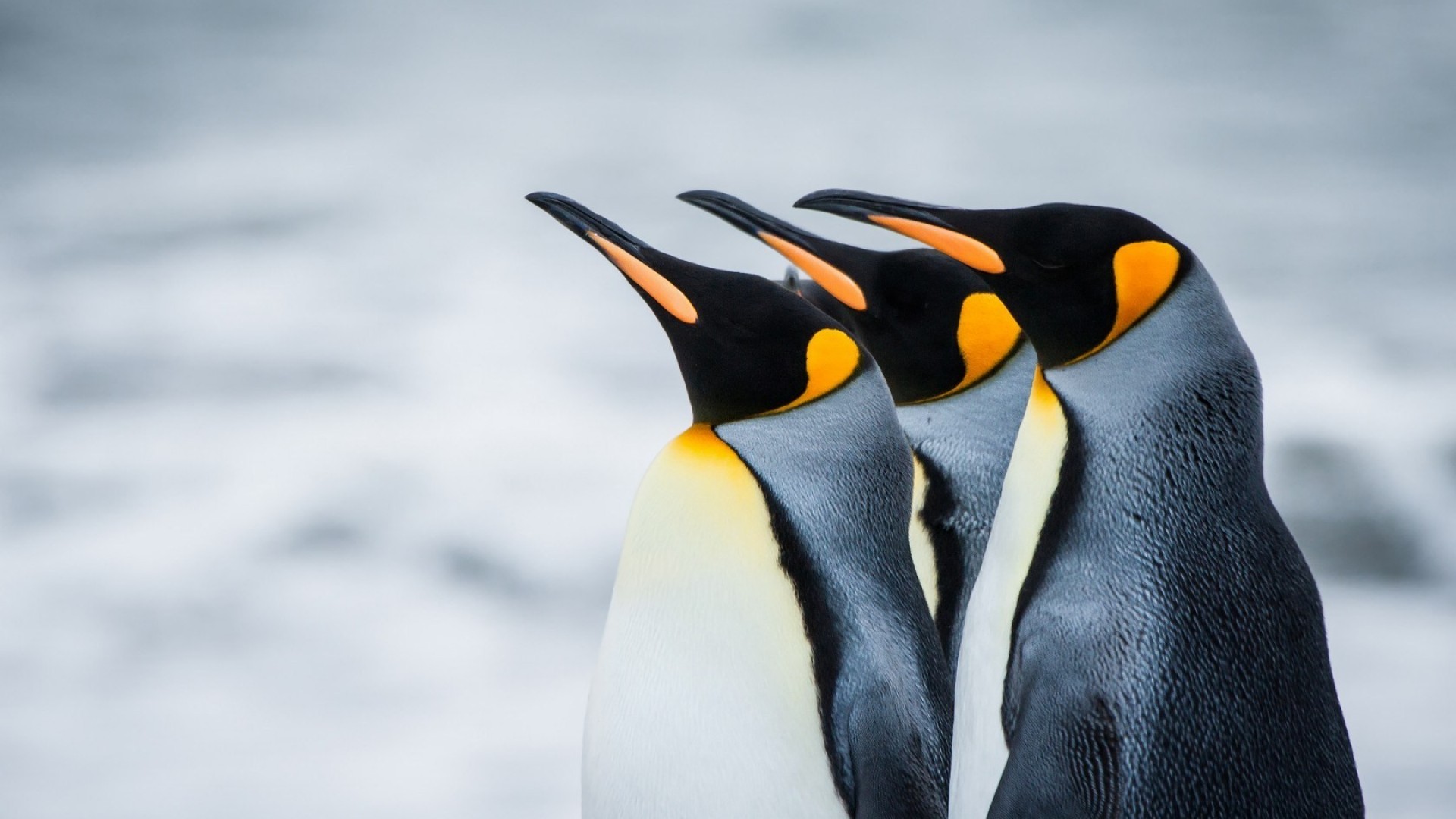 Emperor Penguin Wallpapers