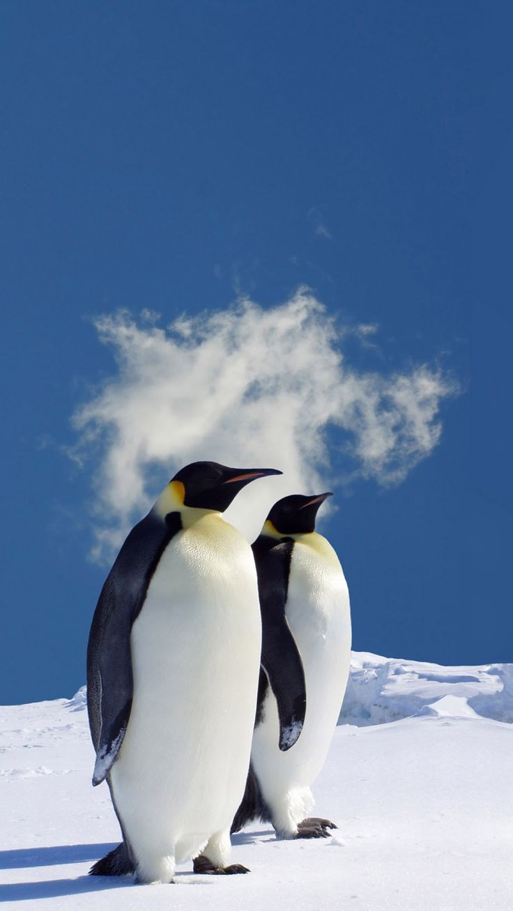 Emperor Penguin Wallpapers