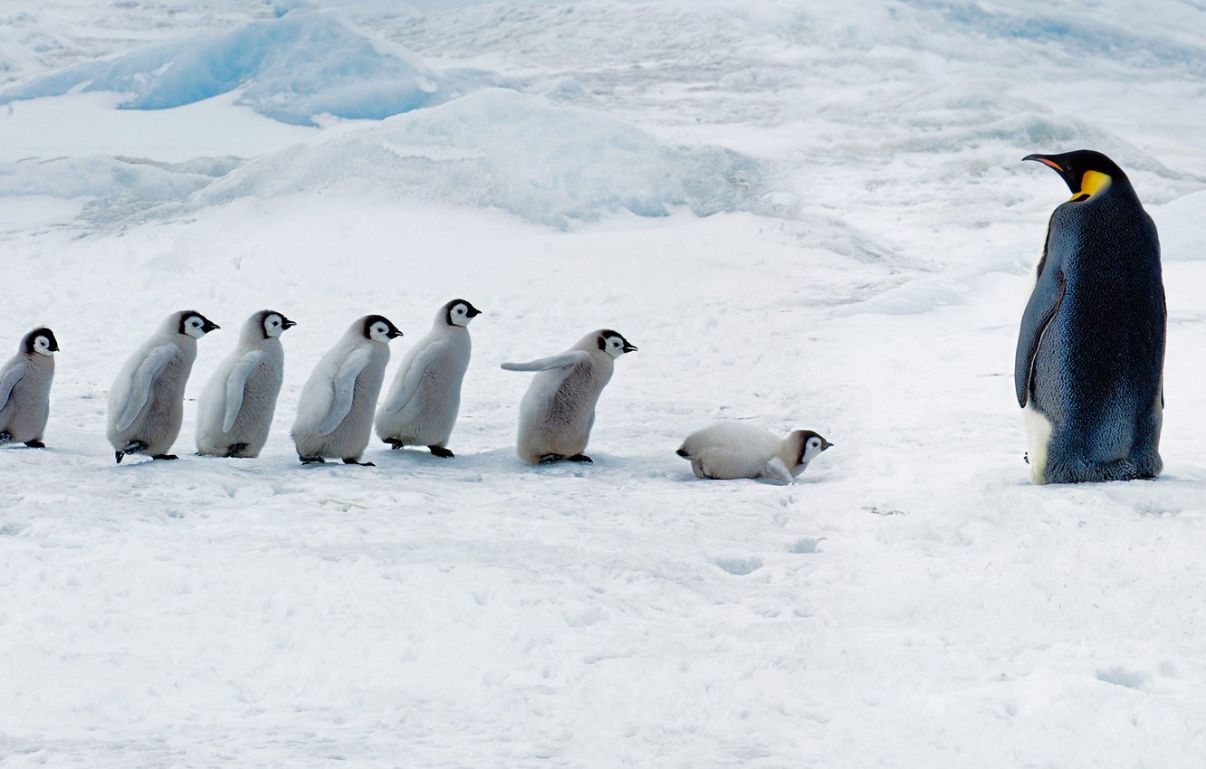 Emperor Penguin Wallpapers