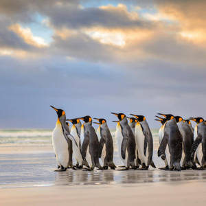 Emperor Penguin Wallpapers