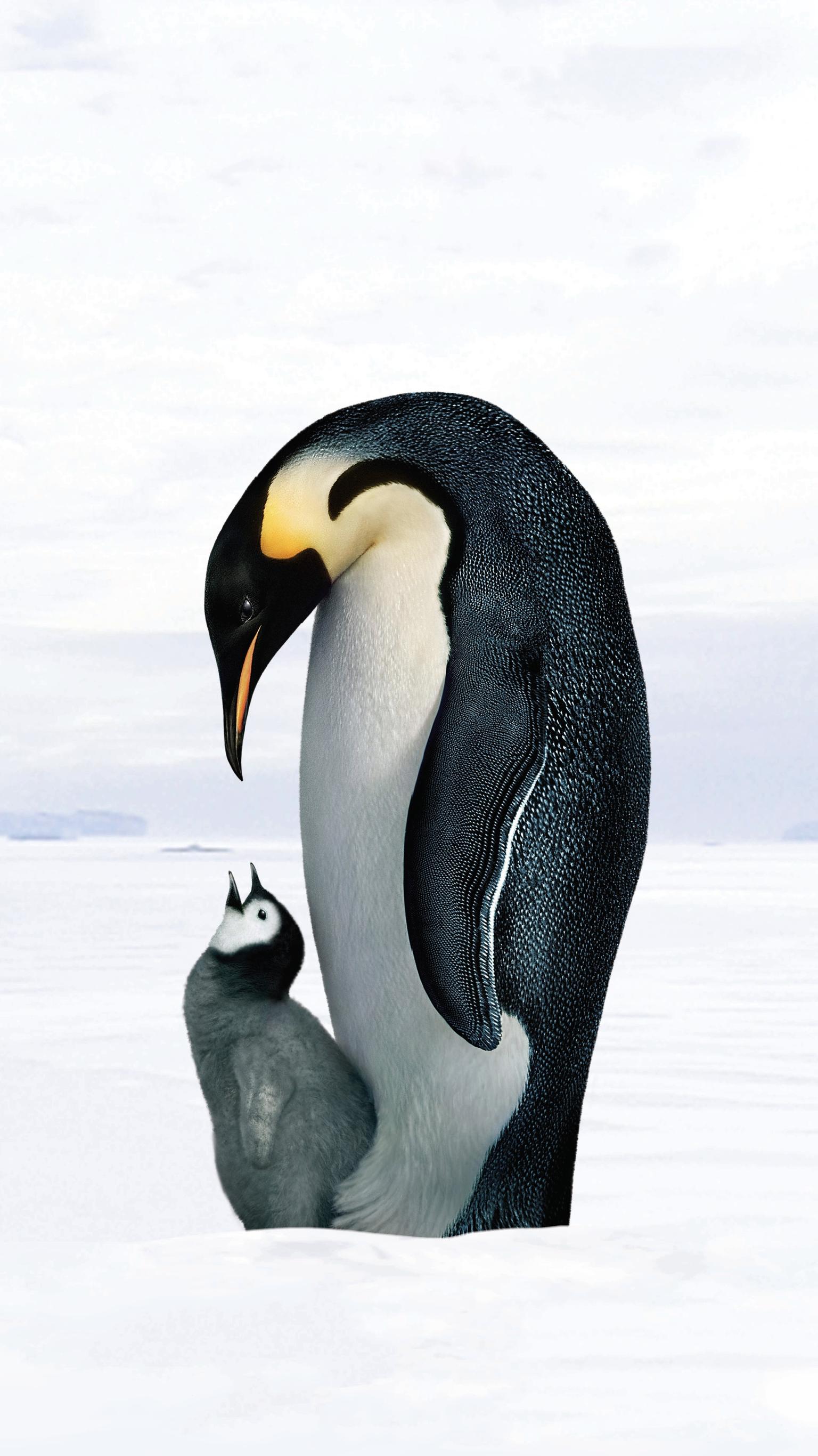 Emperor Penguin Wallpapers