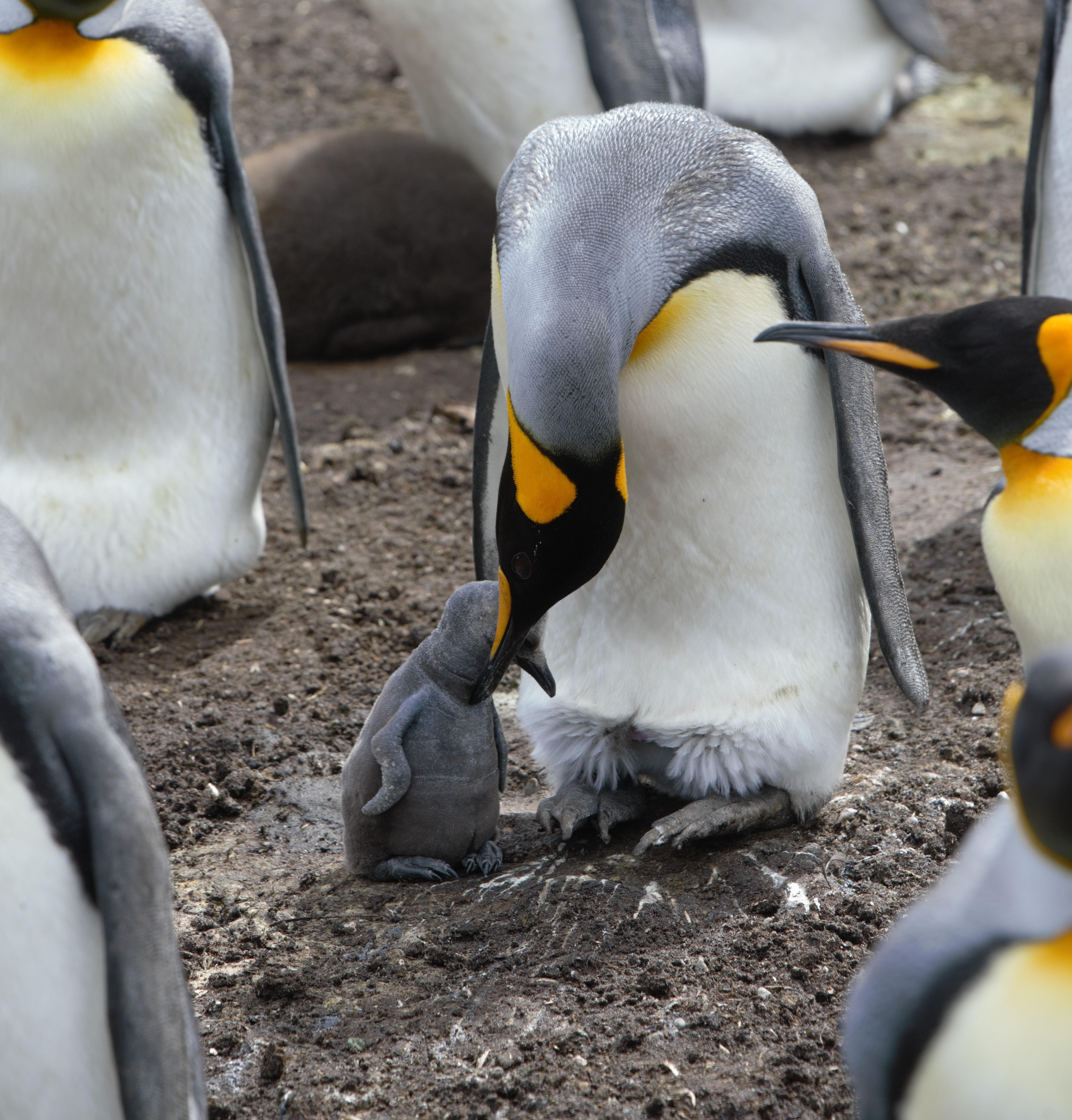 Emperor Penguin Wallpapers