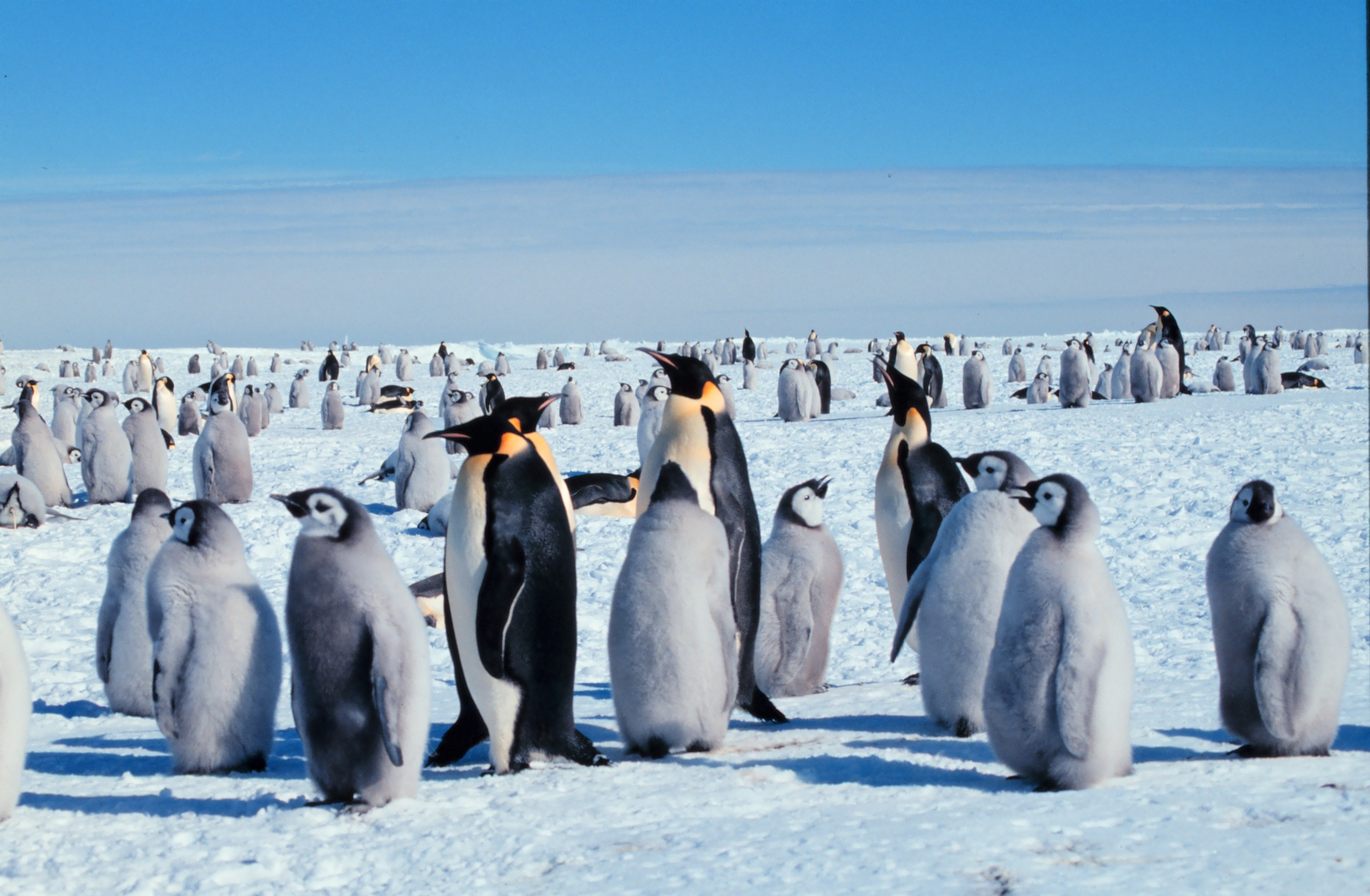 Emperor Penguin Wallpapers