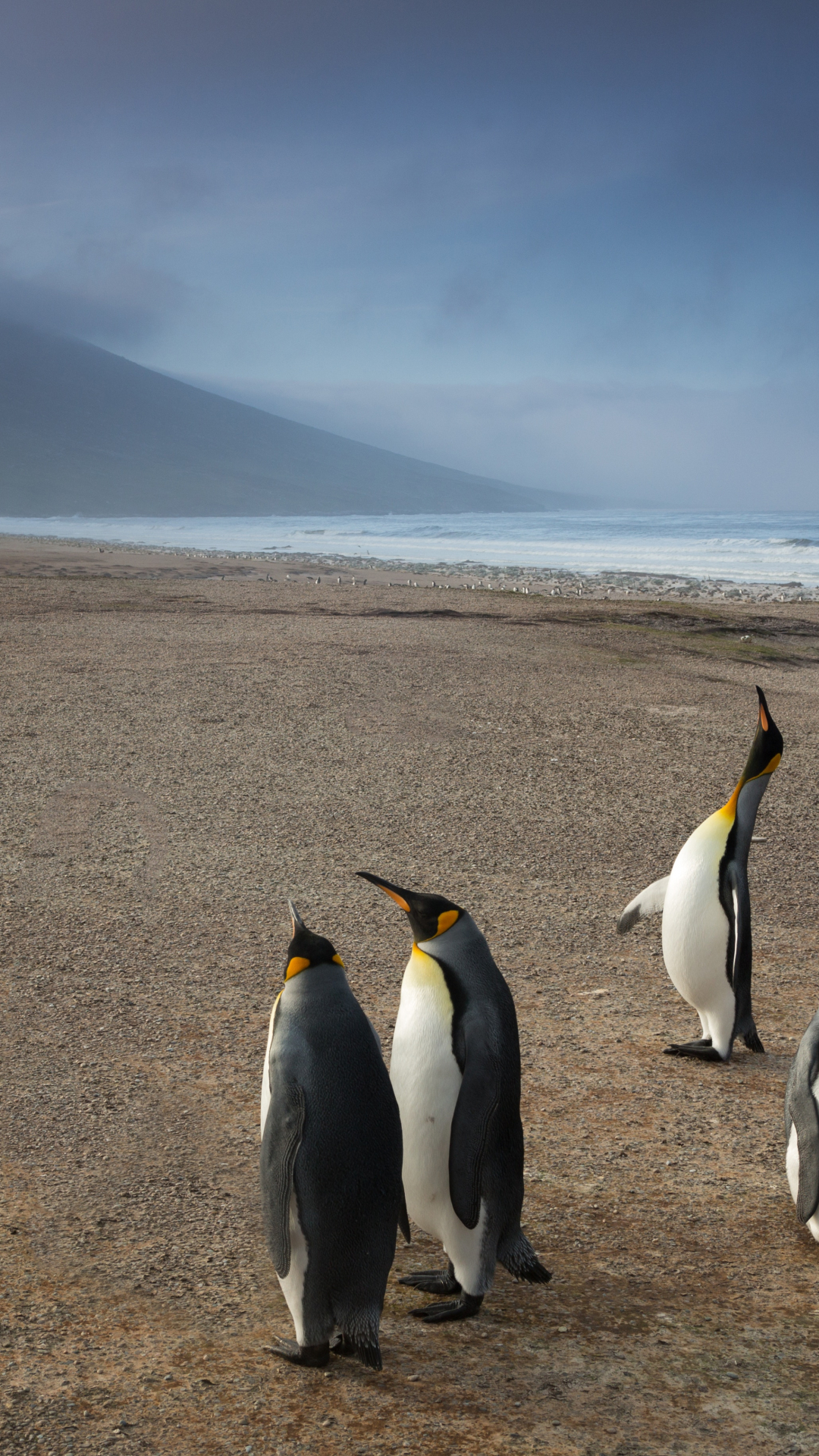 Emperor Penguin Wallpapers