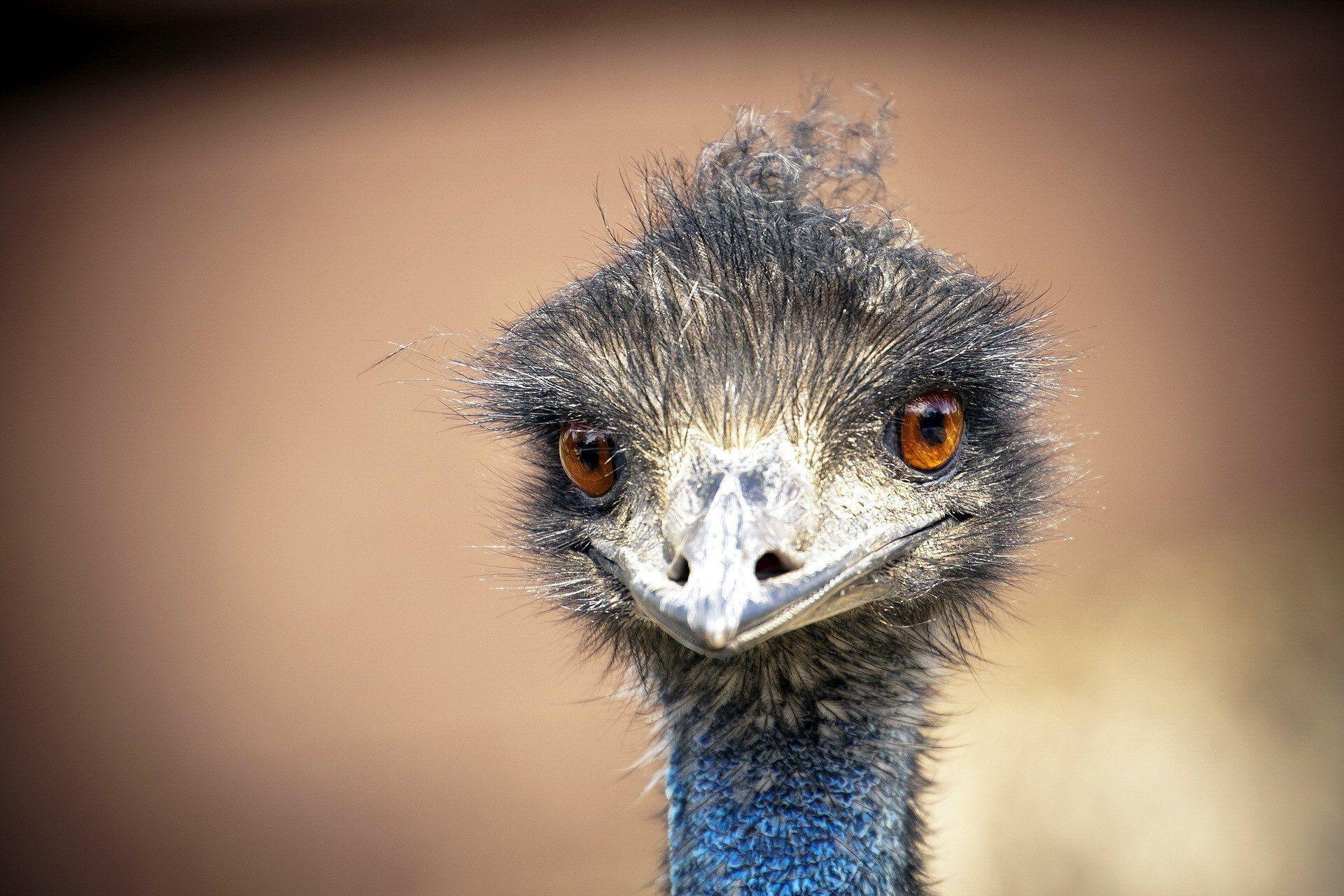 Emu Wallpapers