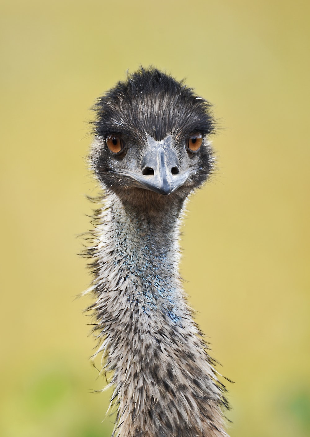 Emu Wallpapers