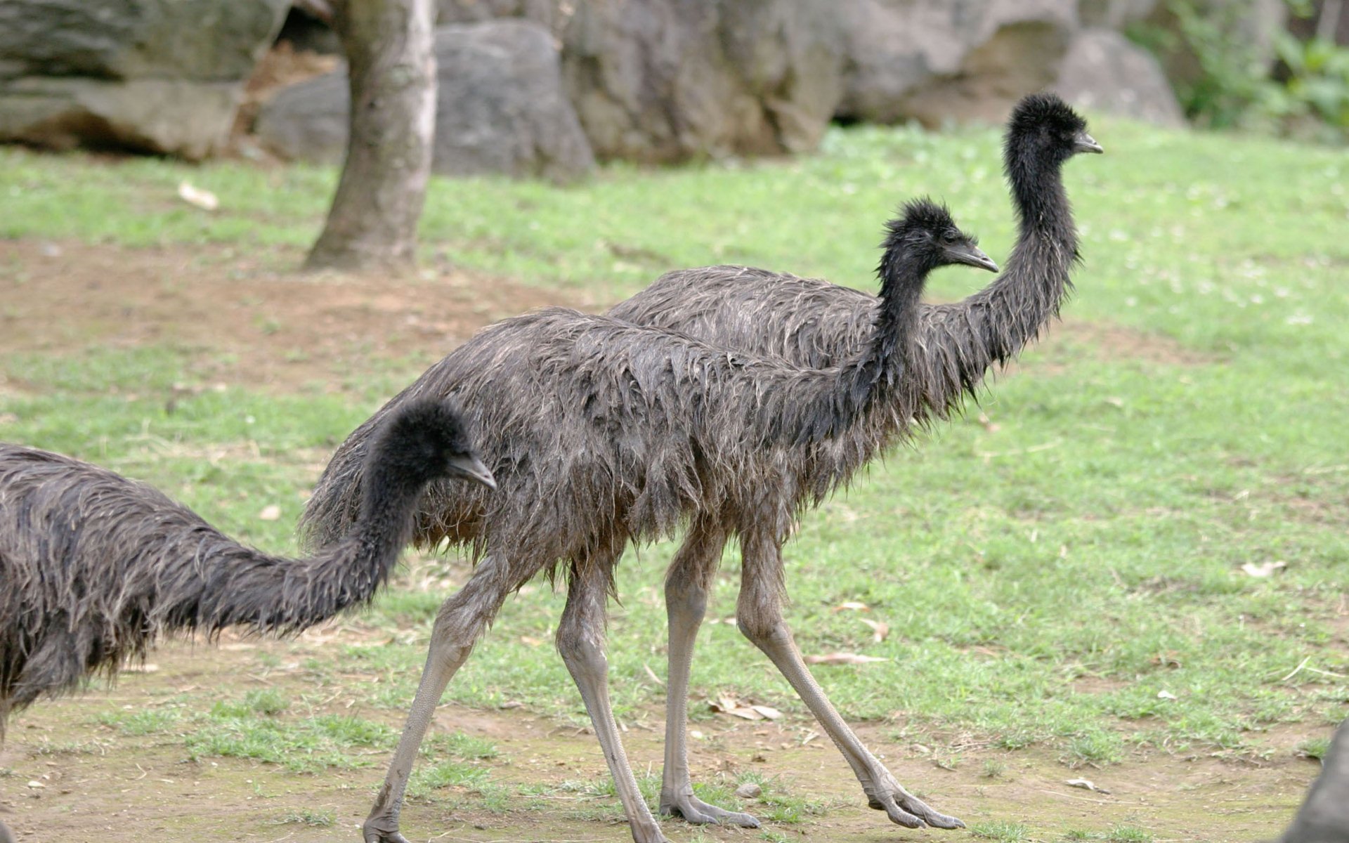 Emu Wallpapers