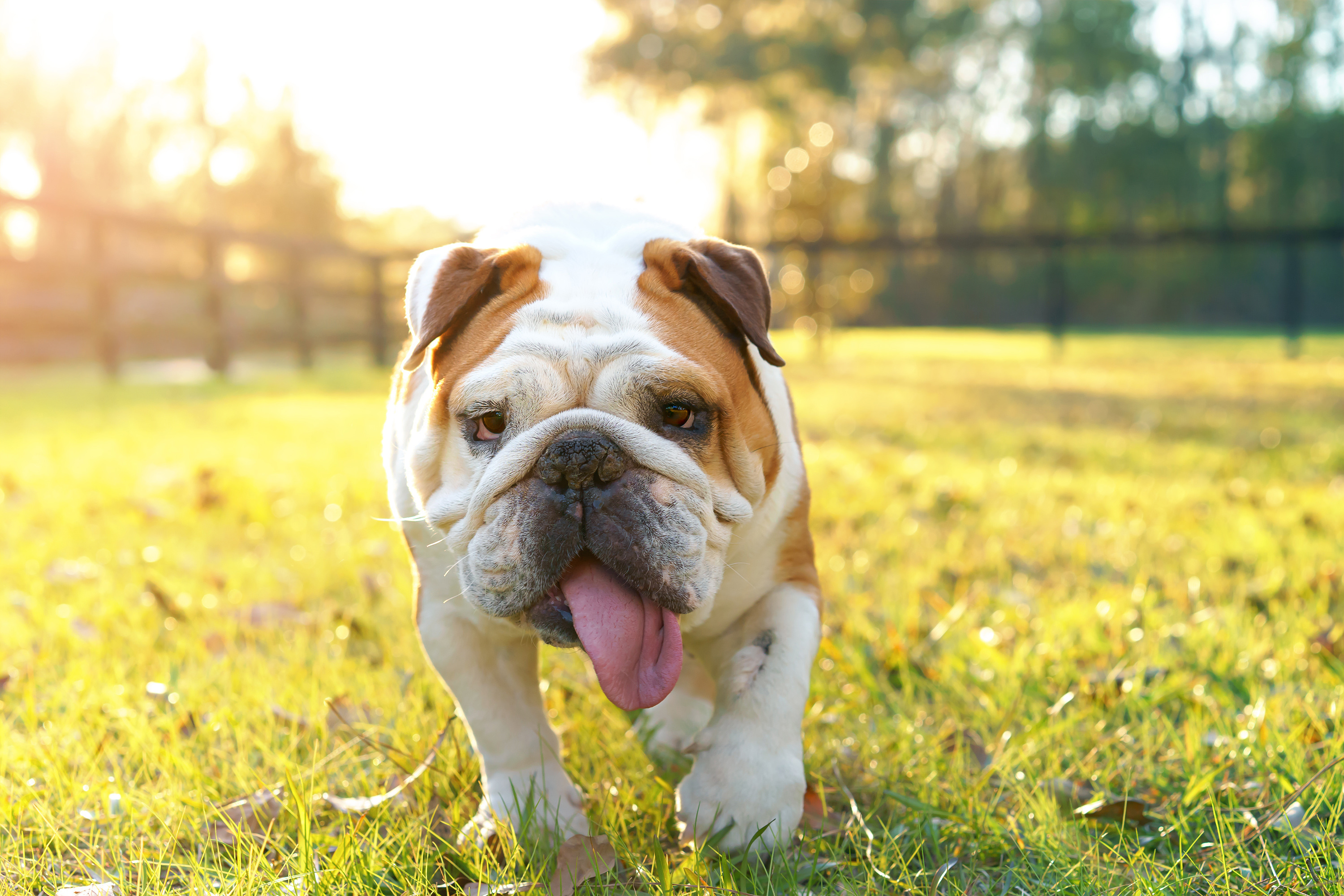 English Bulldog Wallpapers