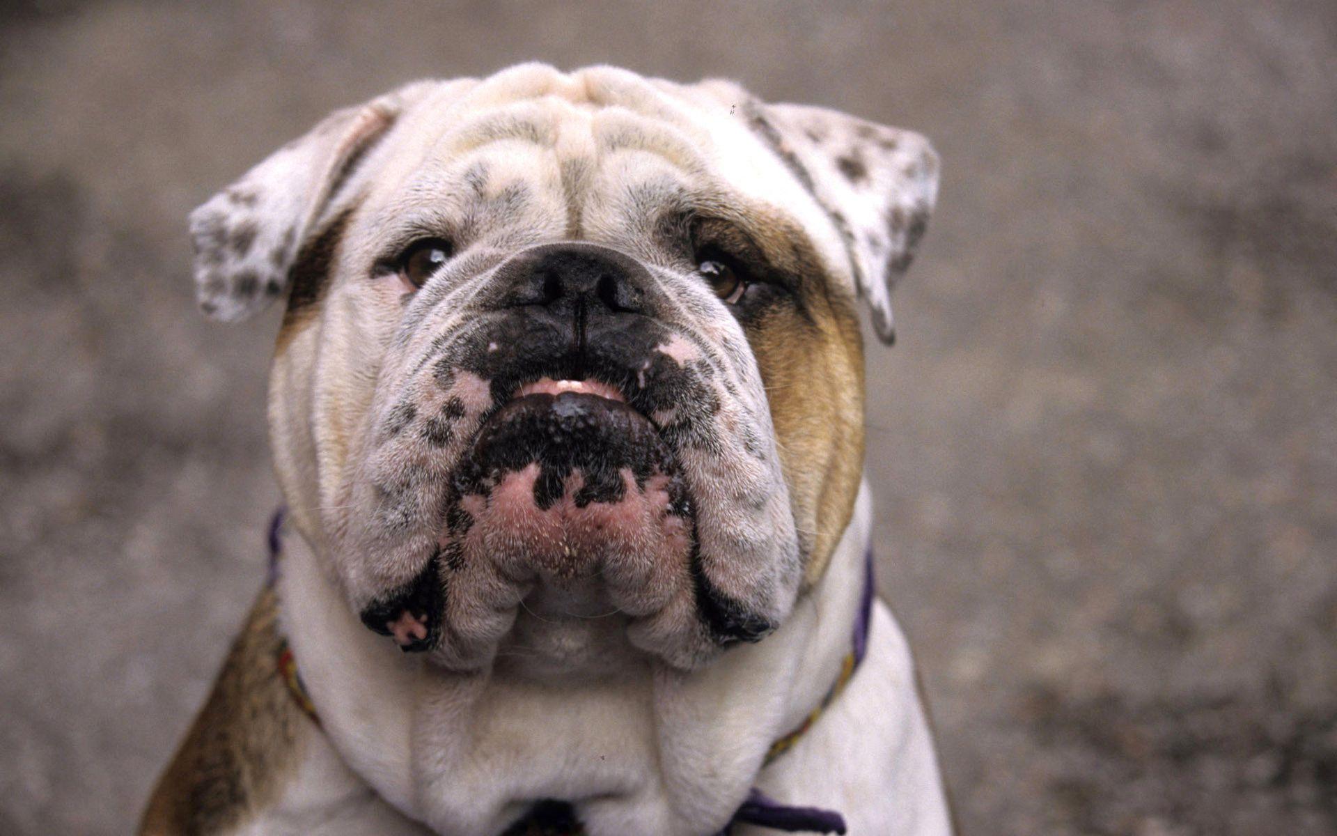 English Bulldog Wallpapers