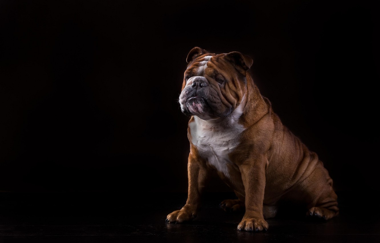 English Bulldog Wallpapers