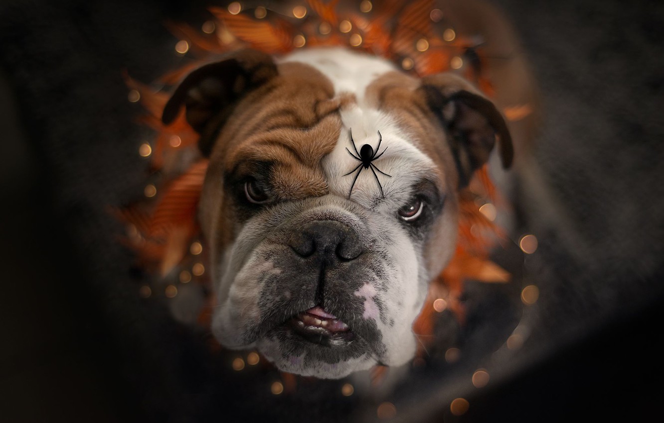 English Bulldog Wallpapers