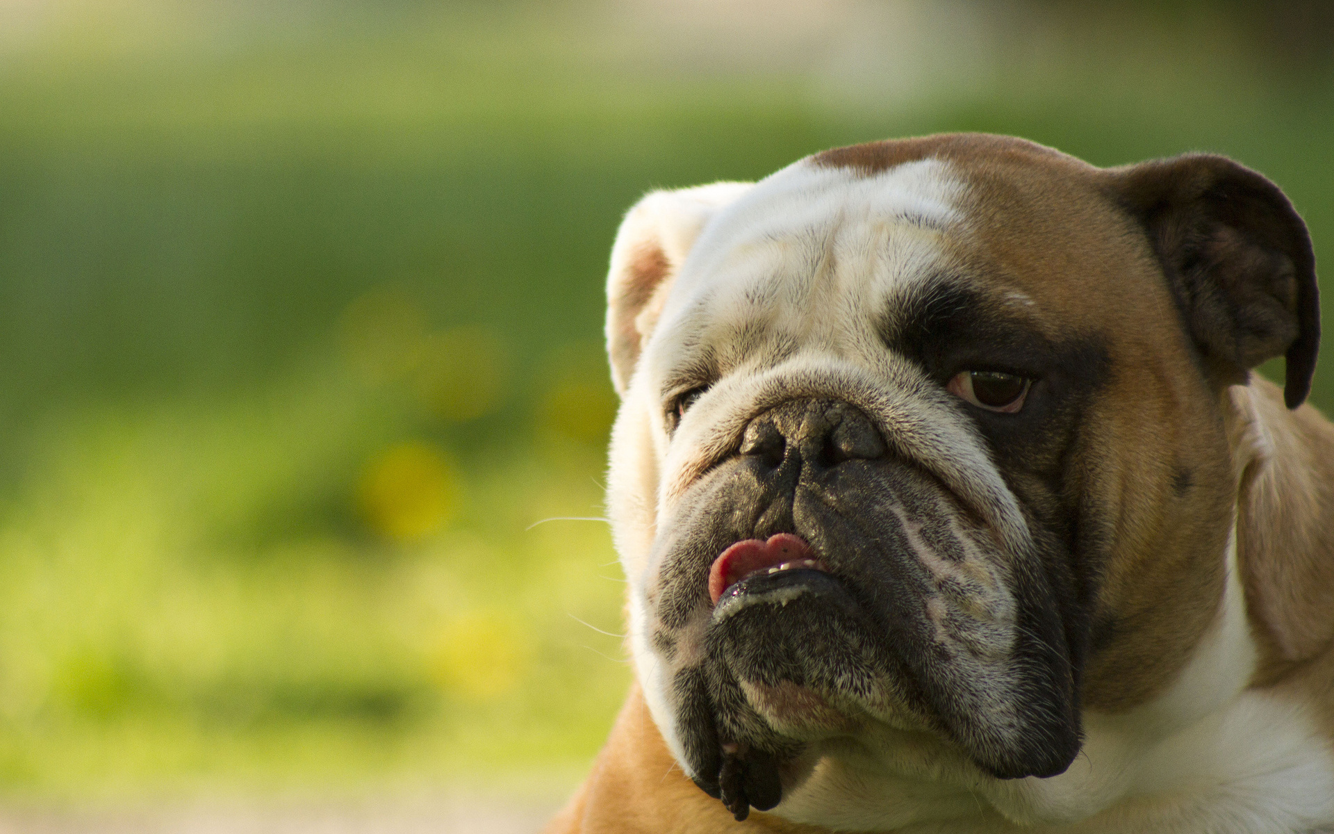 English Bulldog Wallpapers