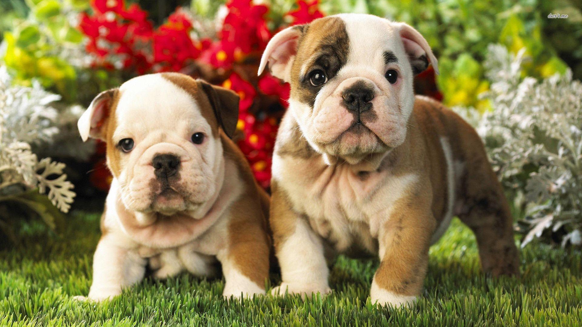 English Bulldog Wallpapers