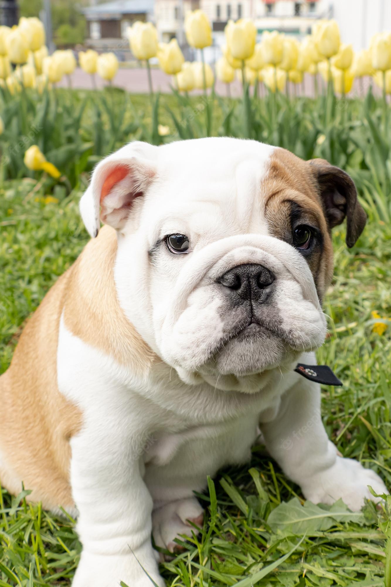 English Bulldog Wallpapers