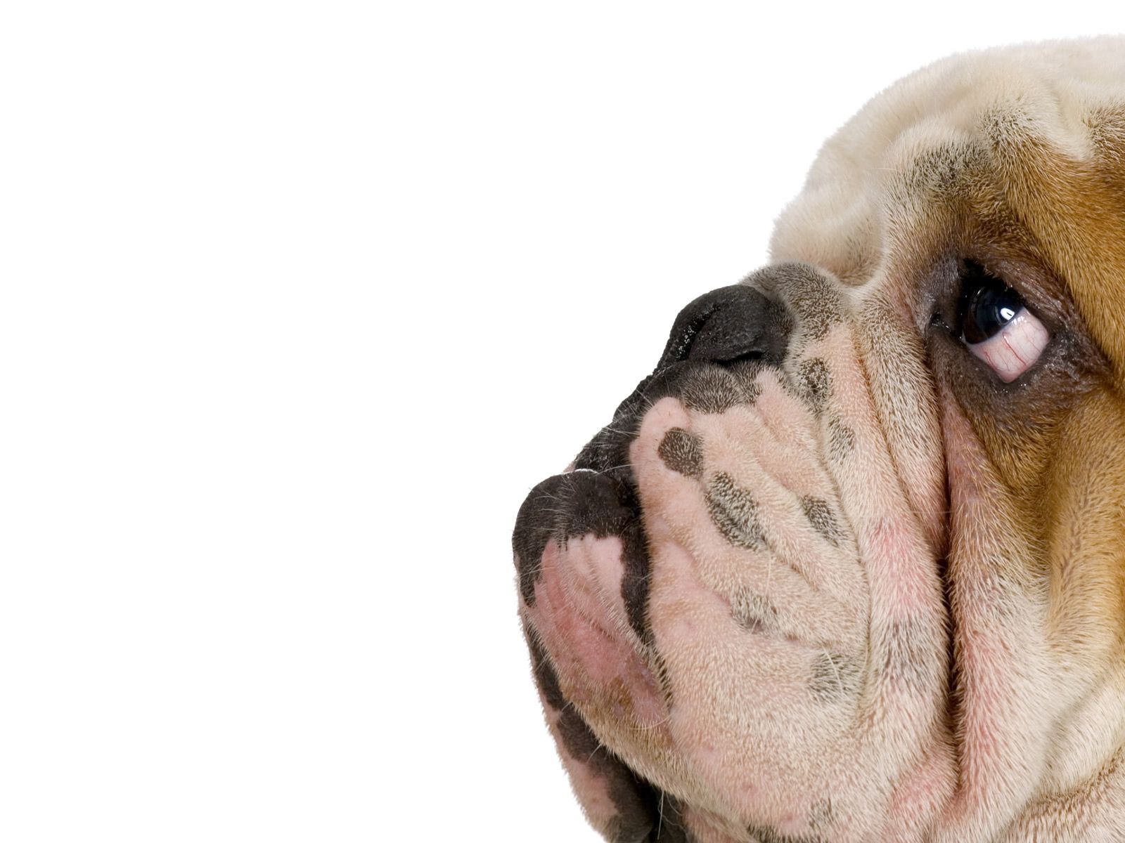 English Bulldog Wallpapers