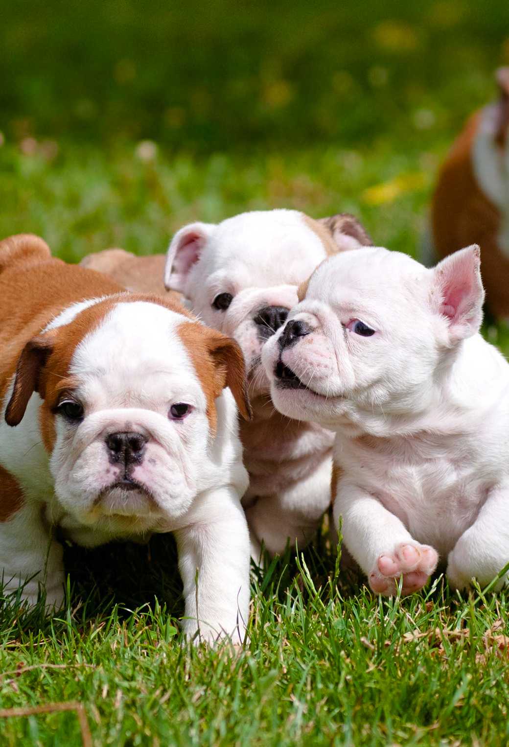 English Bulldog Wallpapers