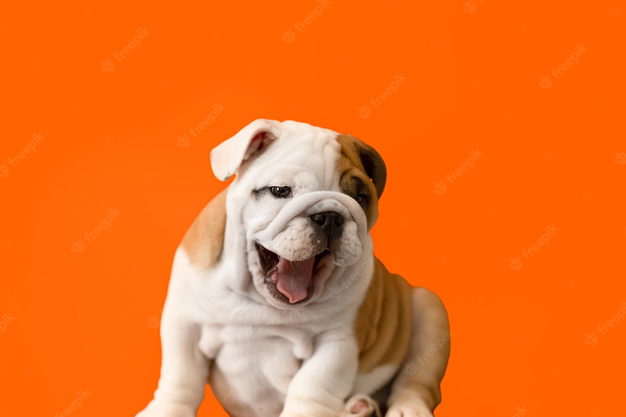 English Bulldog Wallpapers