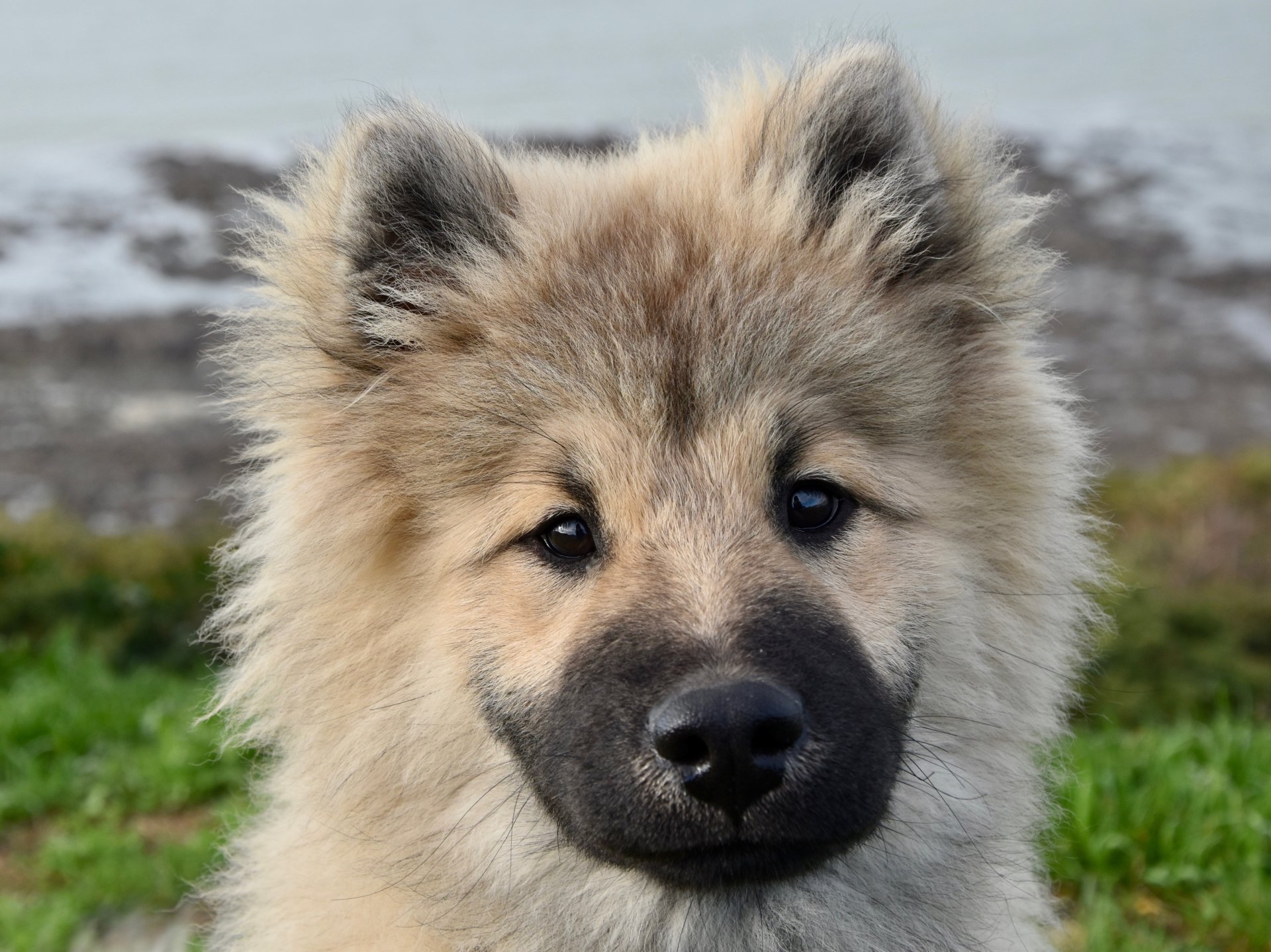 Eurasier Wallpapers