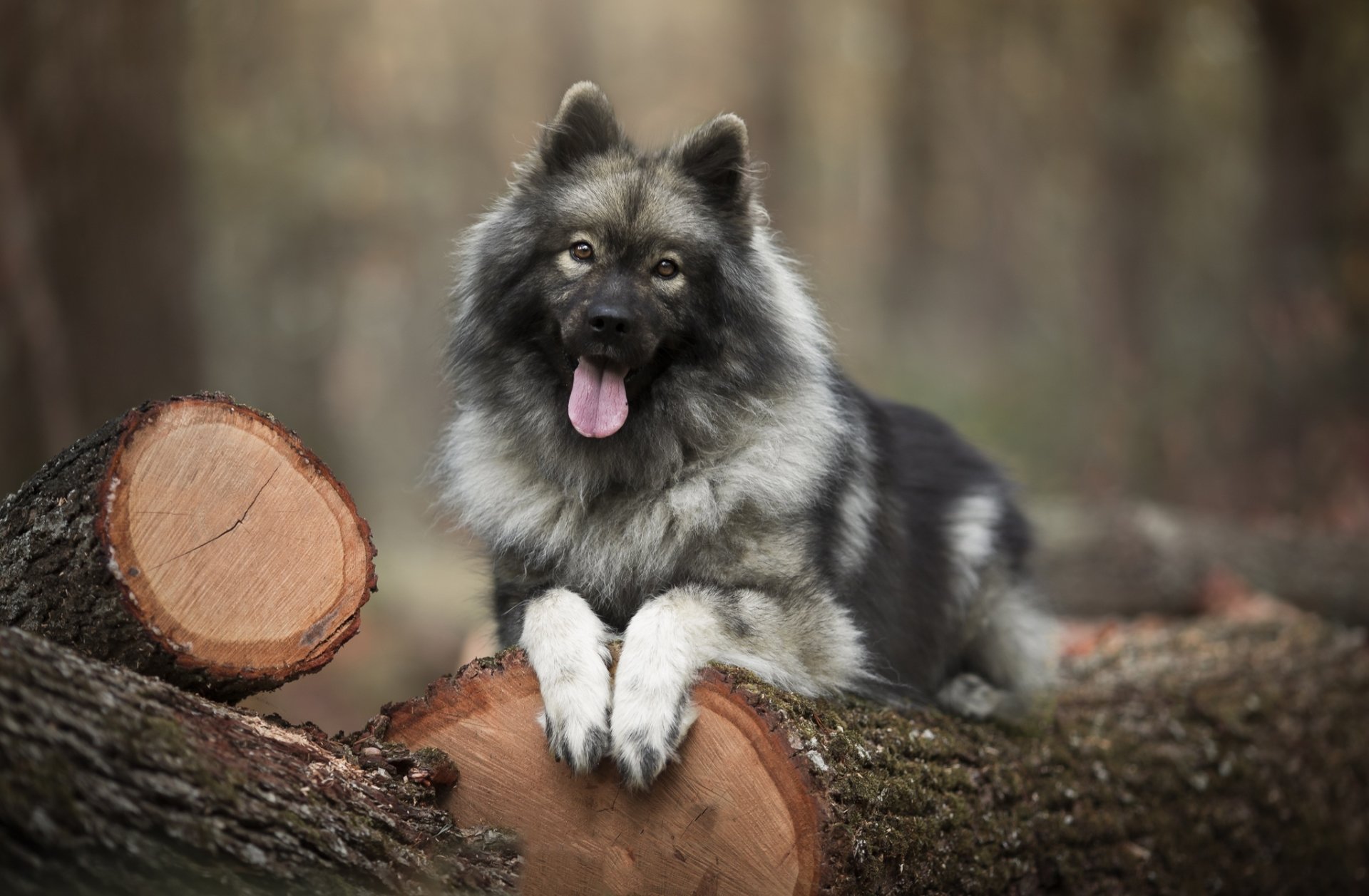 Eurasier Wallpapers