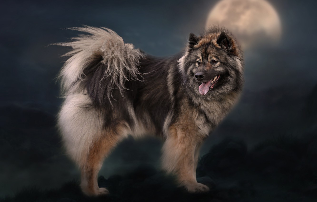 Eurasier Wallpapers