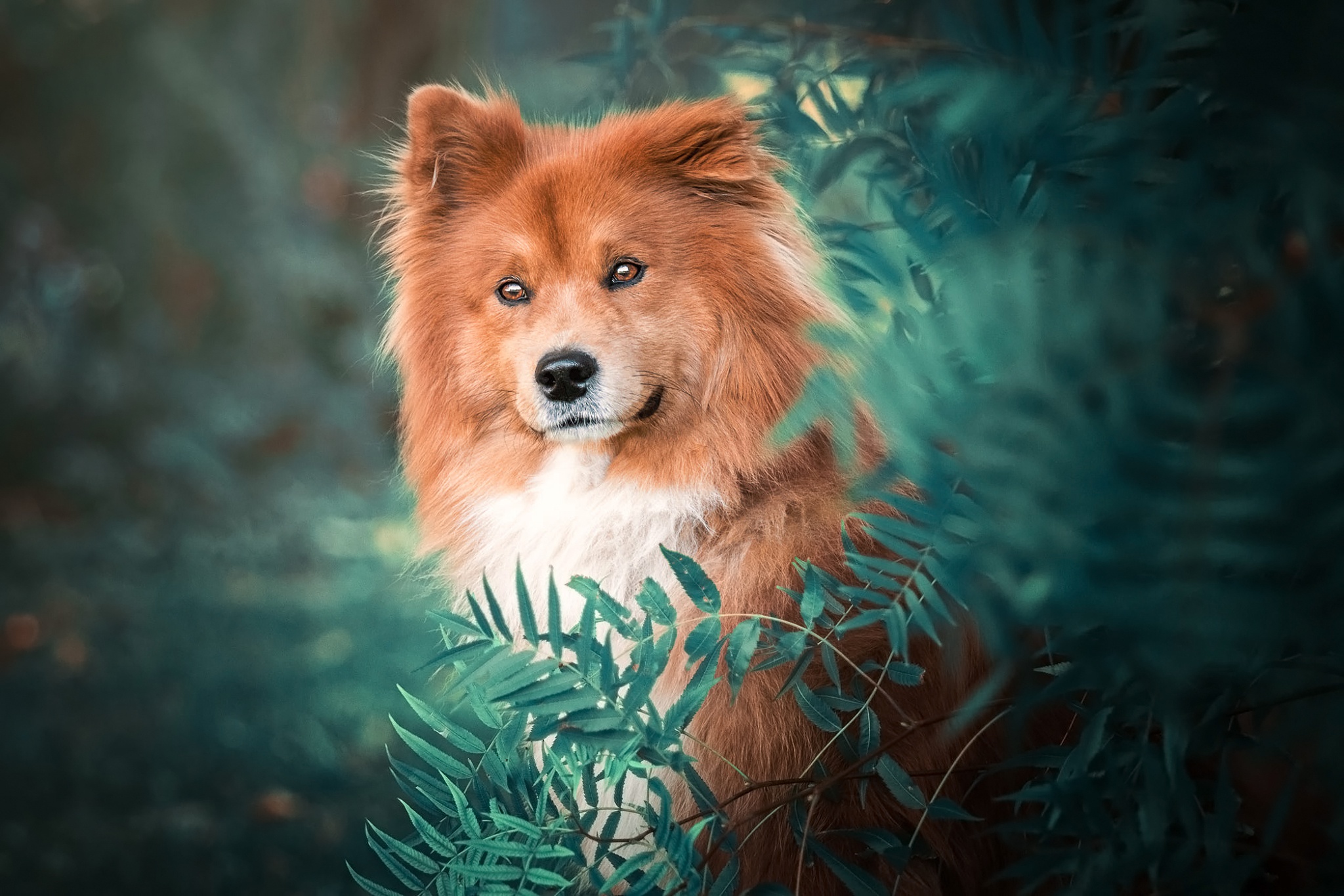 Eurasier Wallpapers