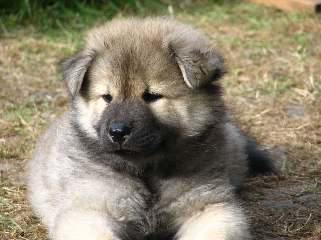 Eurasier Wallpapers