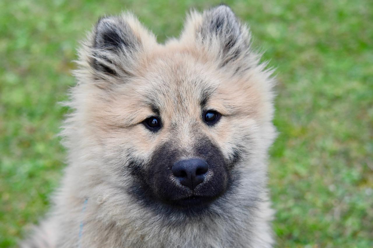 Eurasier Wallpapers