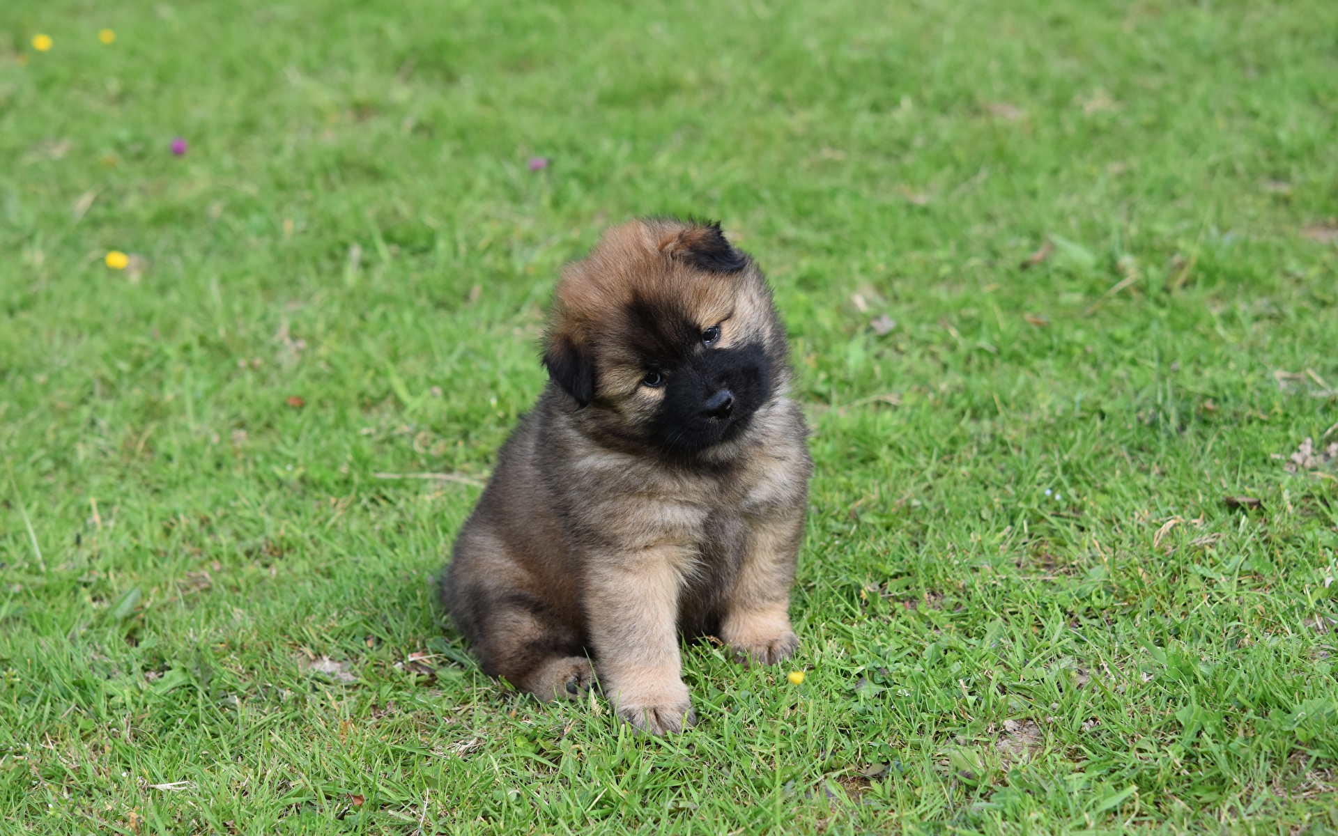 Eurasier Wallpapers