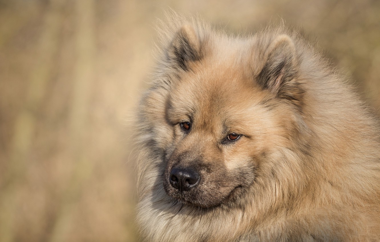 Eurasier Wallpapers