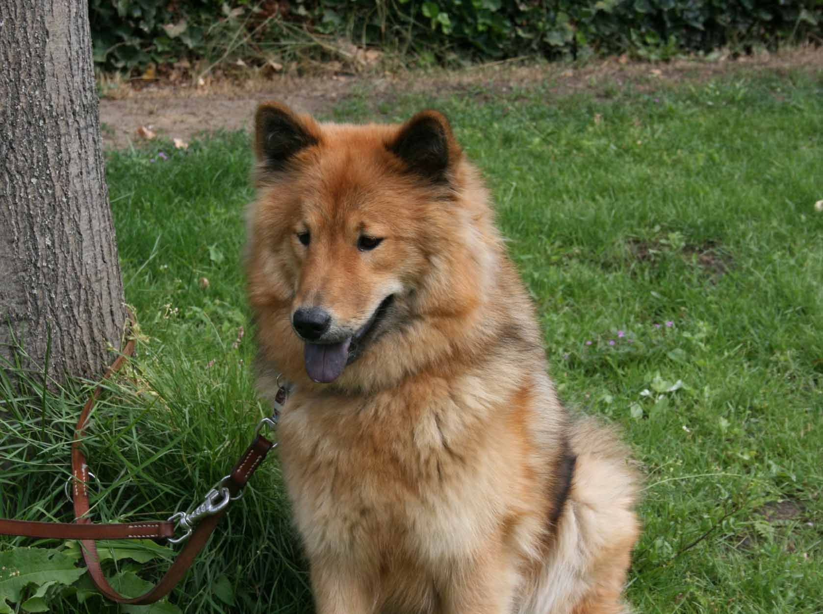 Eurasier Wallpapers