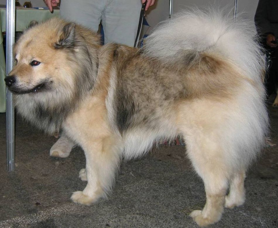 Eurasier Wallpapers