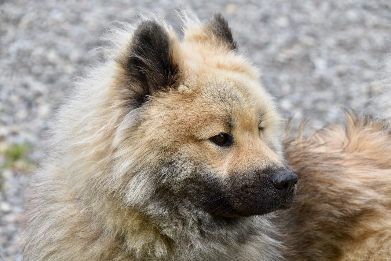 Eurasier Wallpapers