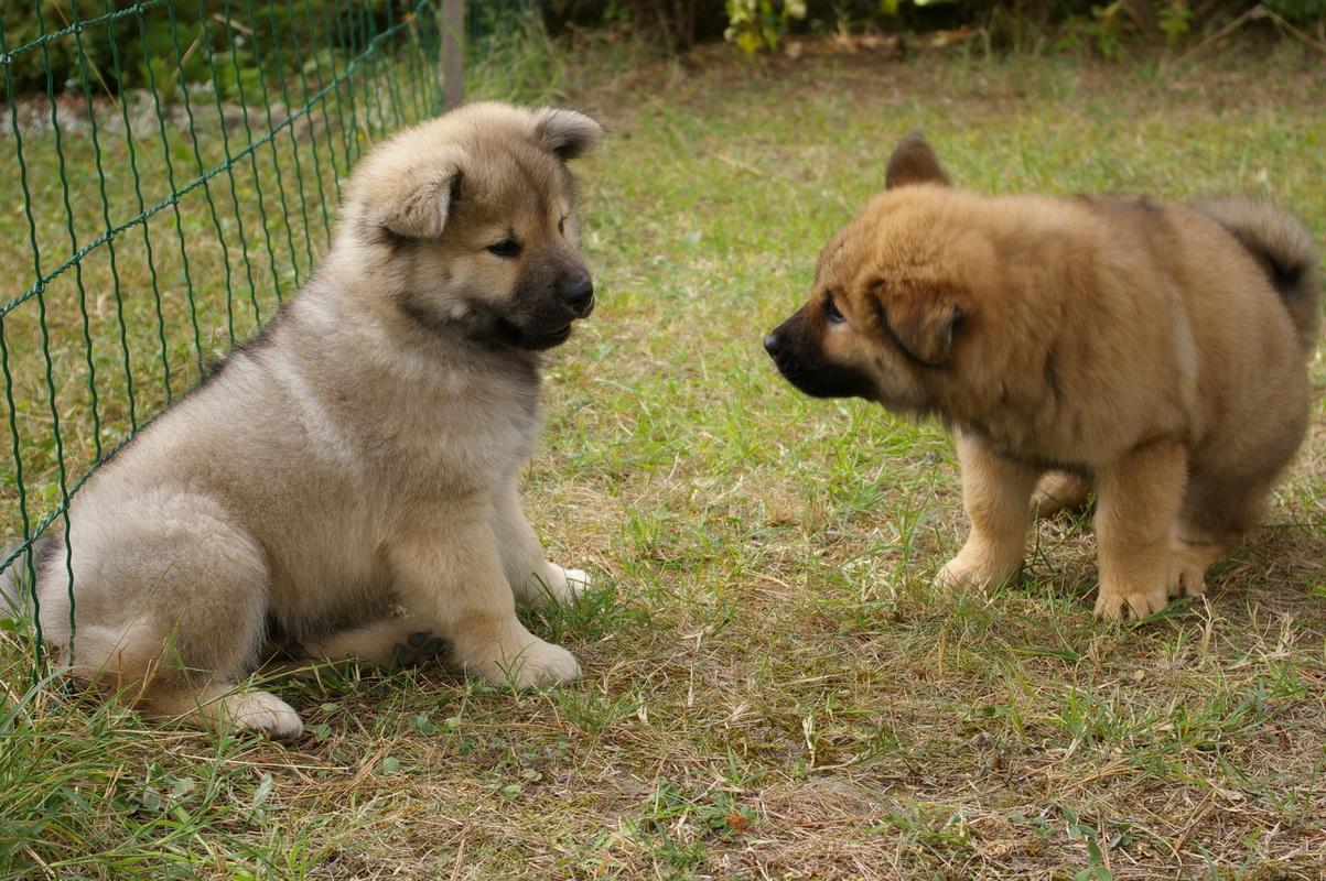 Eurasier Wallpapers