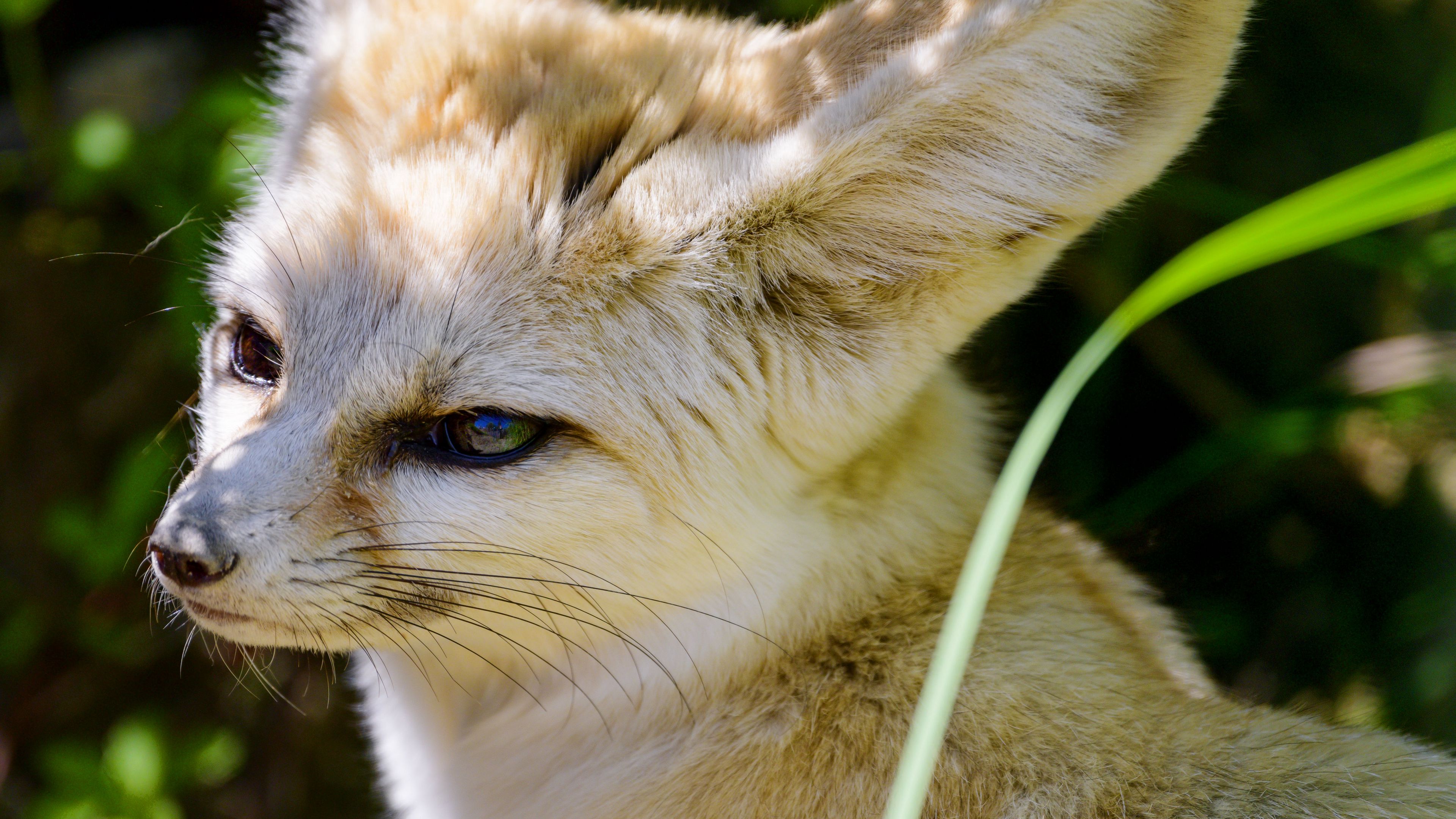 Fennec Fox Wallpapers