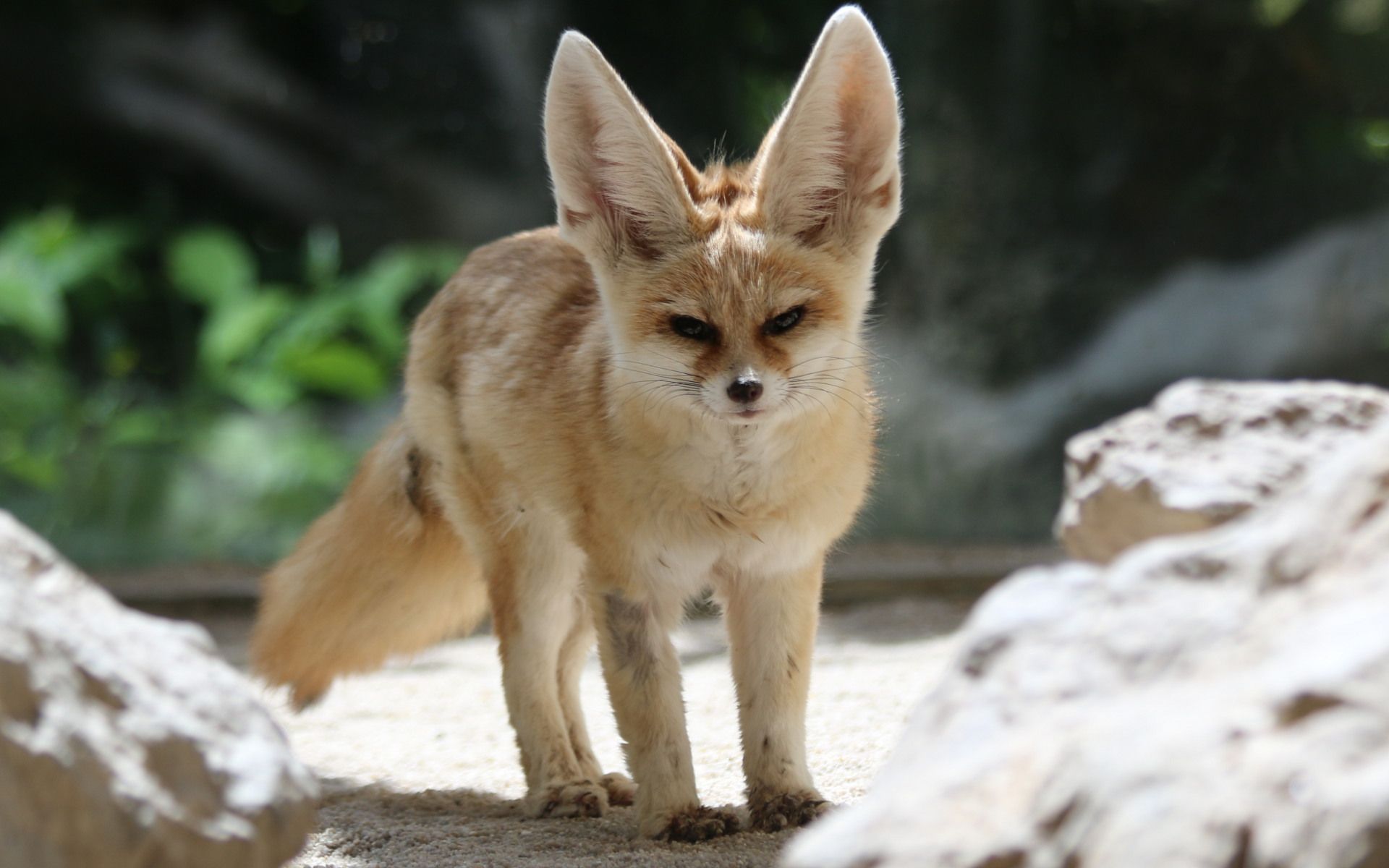 Fennec Fox Wallpapers