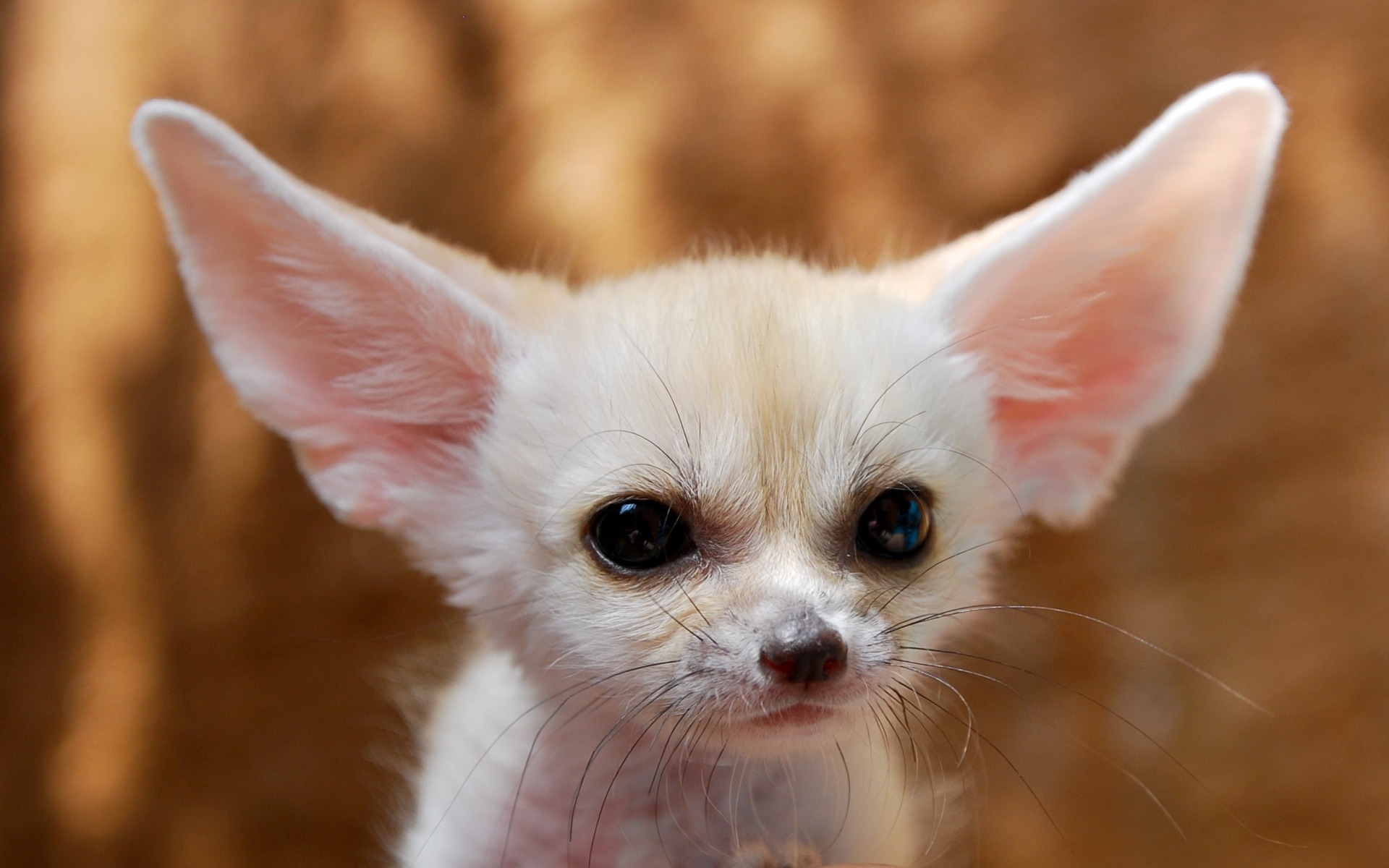 Fennec Fox Wallpapers