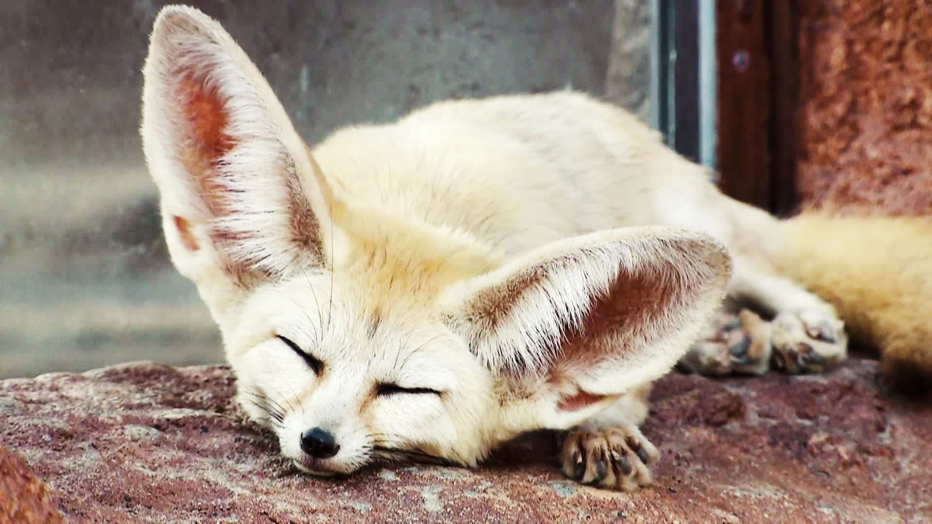 Fennec Fox Wallpapers