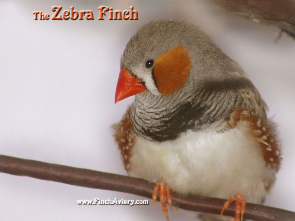 Finch Wallpapers