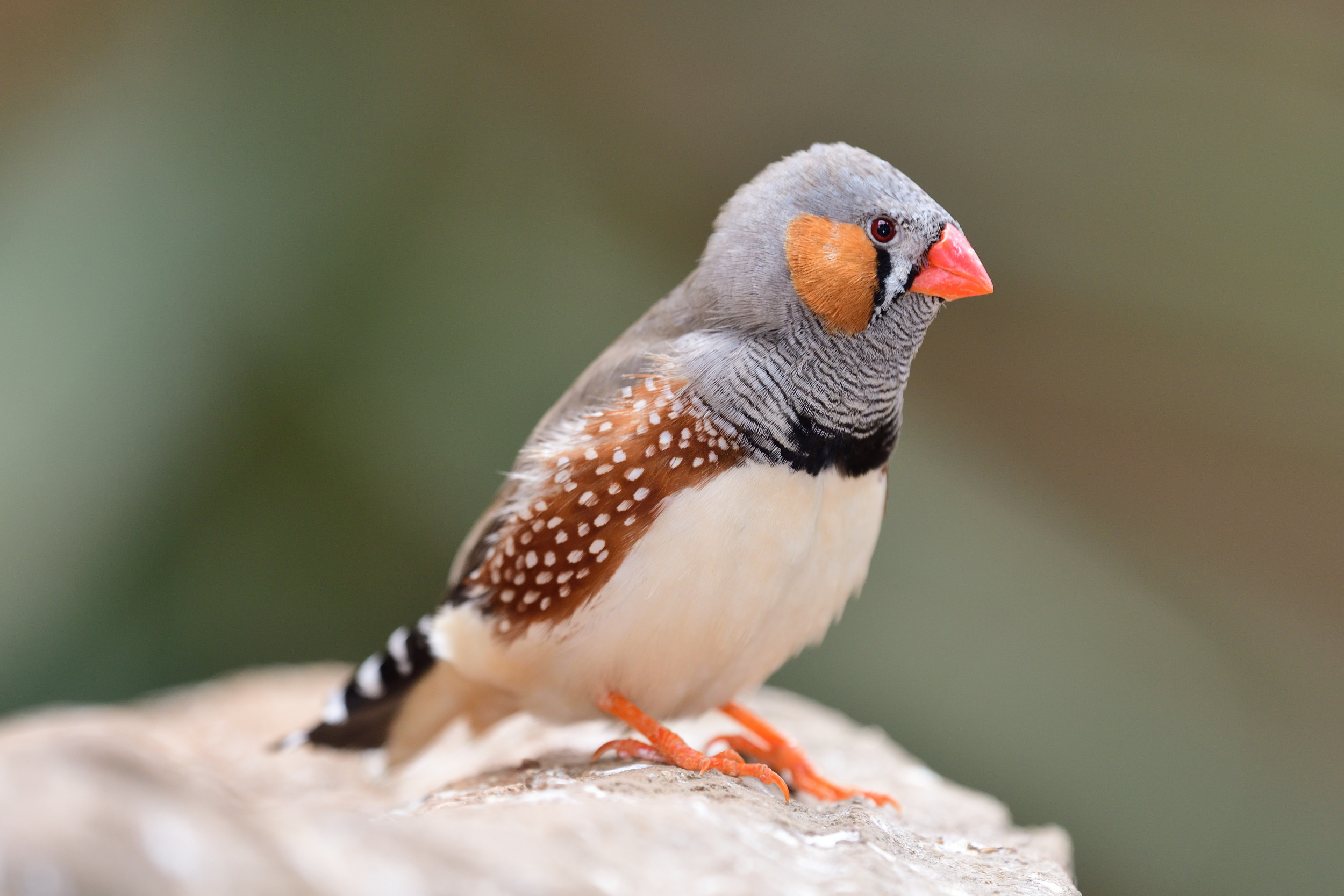Finches Wallpapers