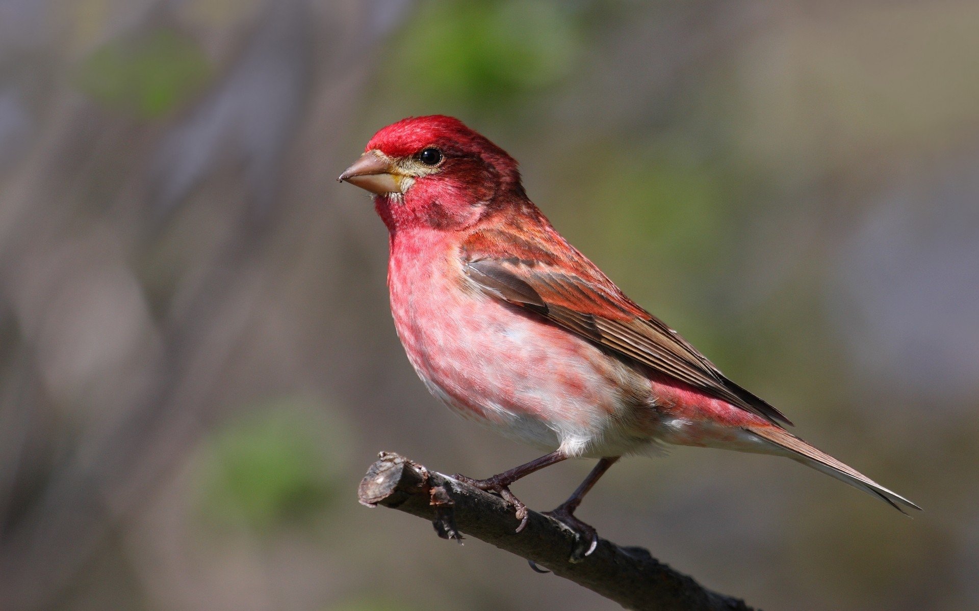 Finches Wallpapers