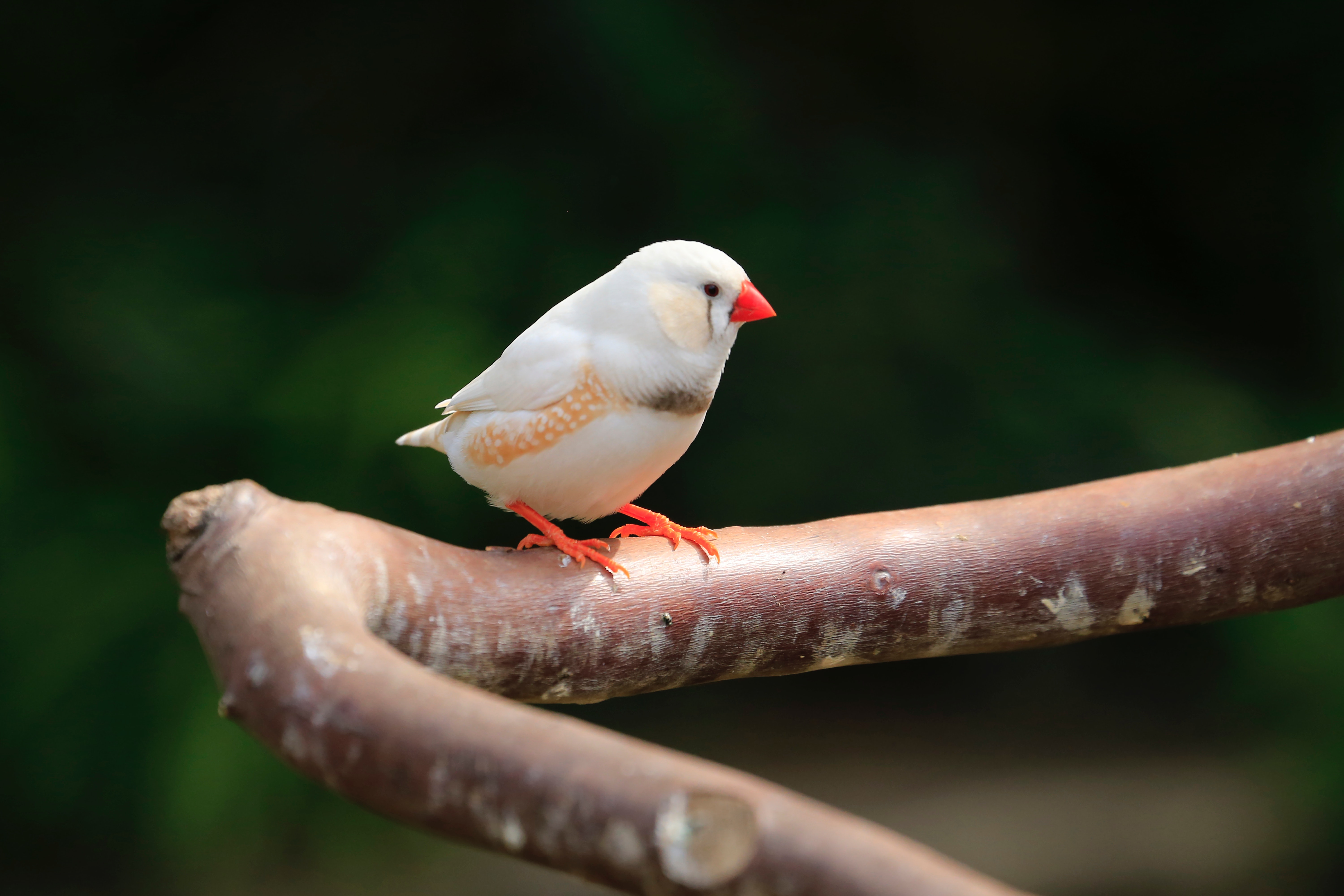 Finches Wallpapers